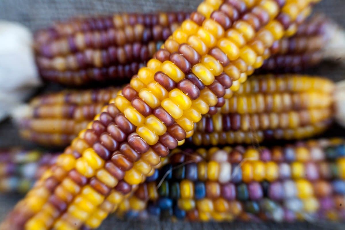 Rubies and Amber Glass Gem Cherokee Indian Corn Heirloom Premium Seed Packet + More