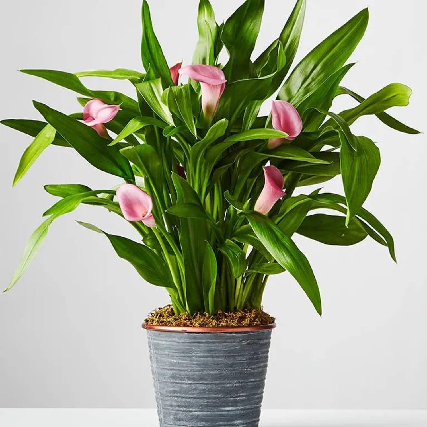 Live Pink Flower Peace Lily Indoor Plants for Living Room | Live Air purifier for Home Decor | Plants for Garden & bedroom With Pot