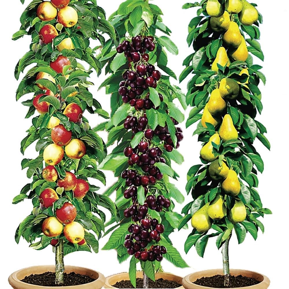 Easylife 3 Pillar Fruit Trees (1x Cherry Tree, 1x Apple Tree, 1x Pear Tree) Easy-Grow Apple Trees for the Garden UK. Inc. Free Guide. Organic Mini Fruit Trees for the Garden UK