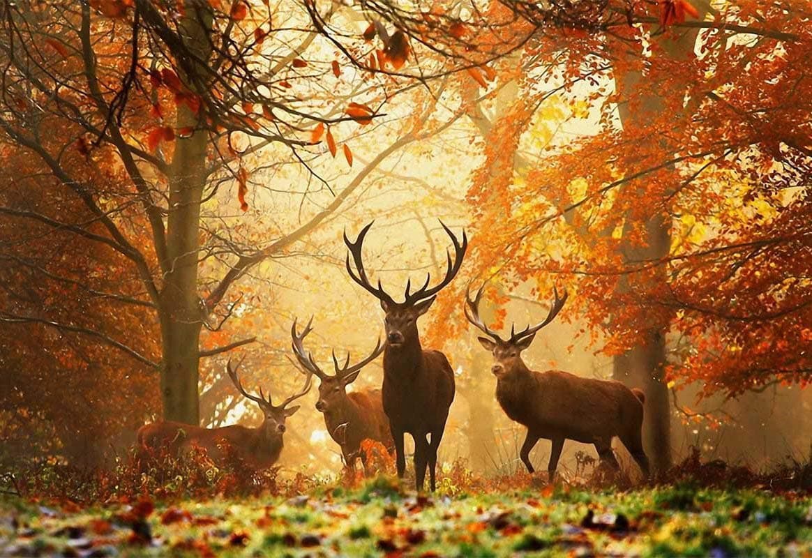 Sqailer Diamond Painting Full Round Drill Deer Rhinestone Embroidery for Wall Decoration 12X16 inches