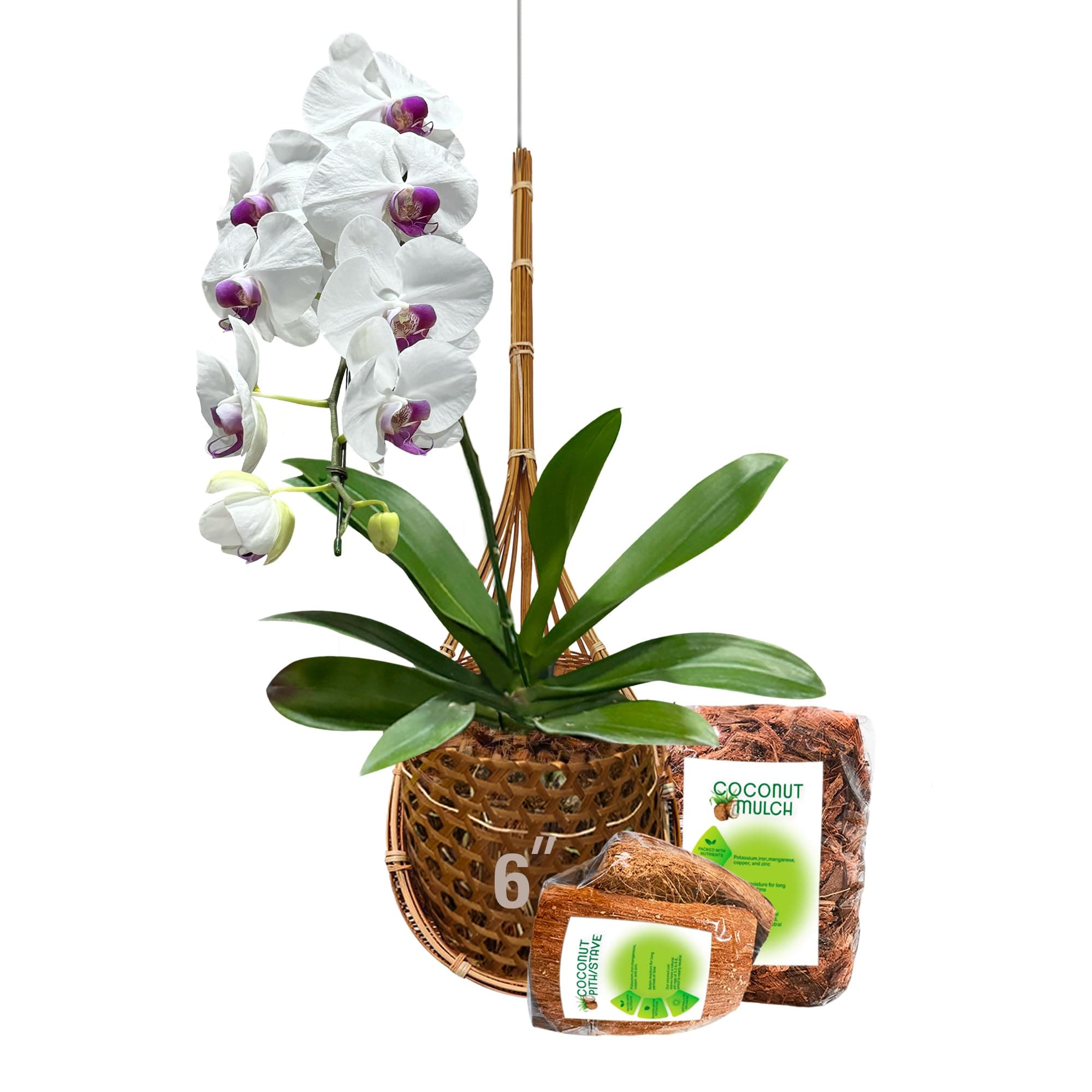 PANWA 6" Hanging Orchid Basket (Signature with Coconut Mulch)