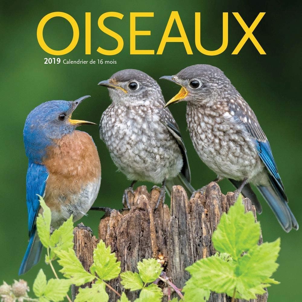 Birds Oiseaux Mini Wall Calendar (French), by Wyman Publishing