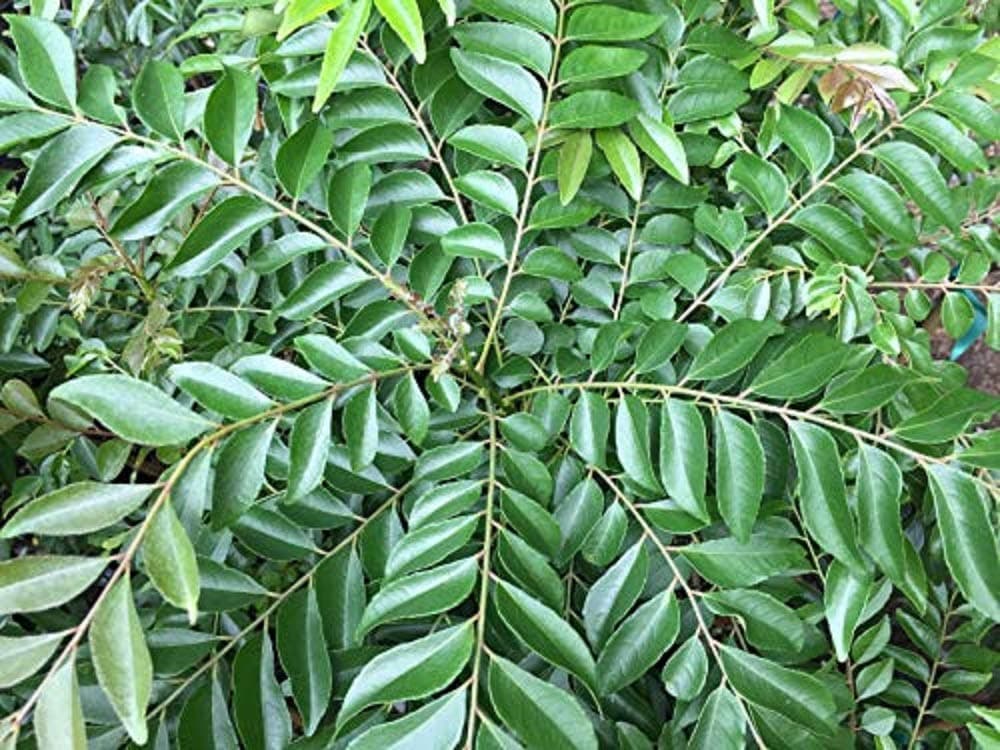 Curry Leaf Tree (Murraya Koenigii) - Starter Plant