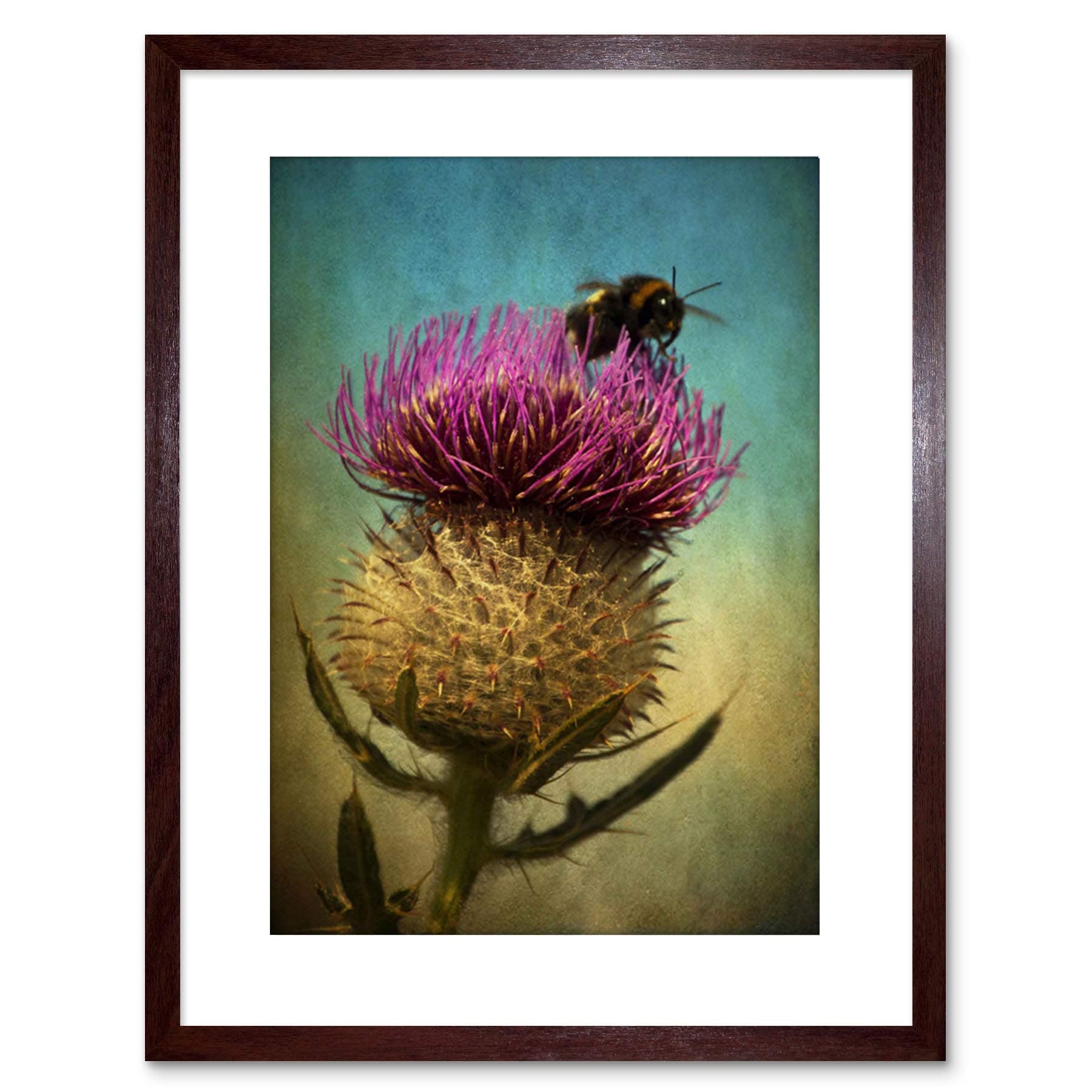 Wee Blue Coo Photo Bumble Bee Thistle Flower Scotland Framed Wall Art Print