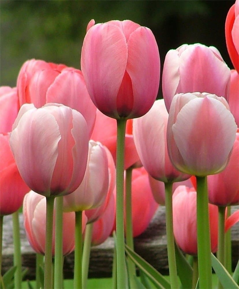 Pink 20 Tulip Bulbs Perennial Bulbs for Garden Planting Beauty Flower-Shipping Now!!!