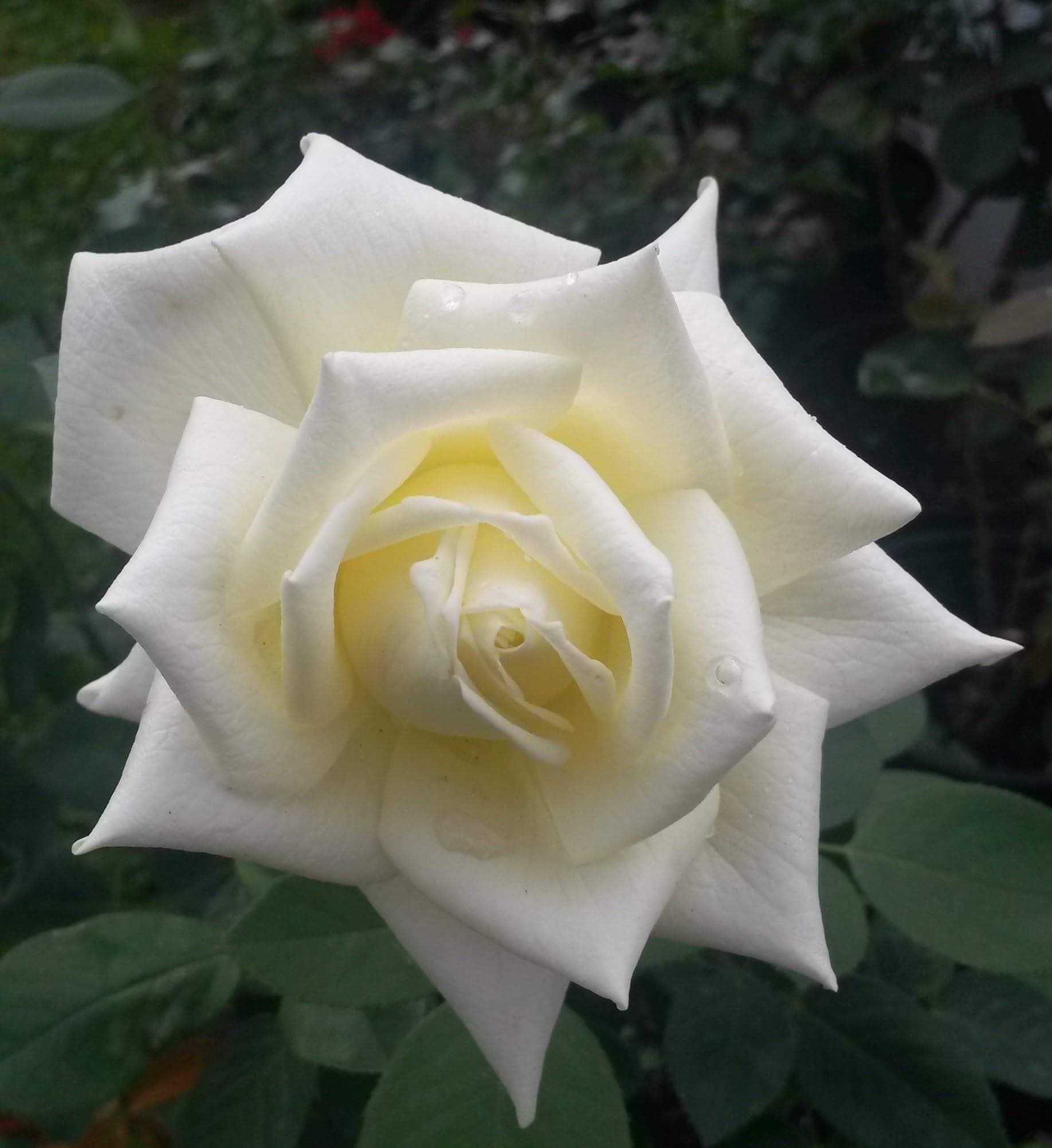 gowlers plants Polar star hybrid tea rose bush bare root