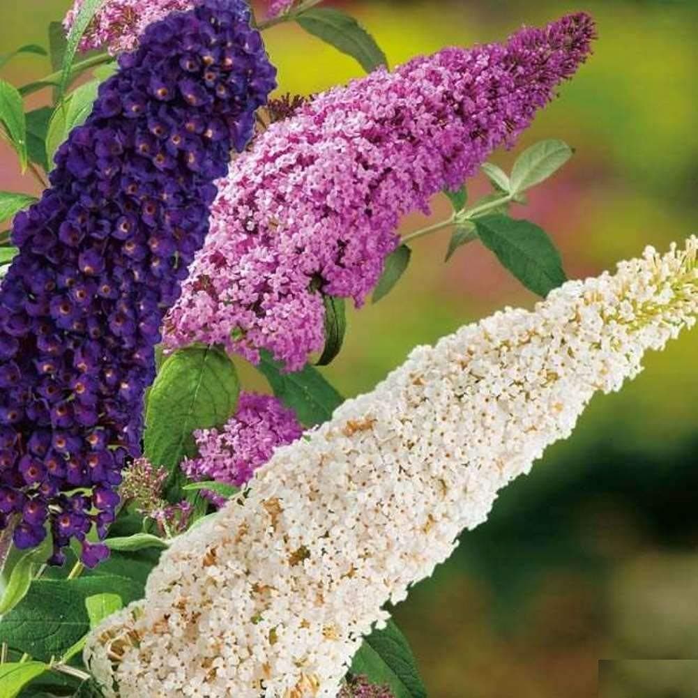 Seeds Buddleja Davidii Mix (Butterfly Bush) Giant Rare Flower Perennial Outdoor Cut Organic Ukraine for Planting