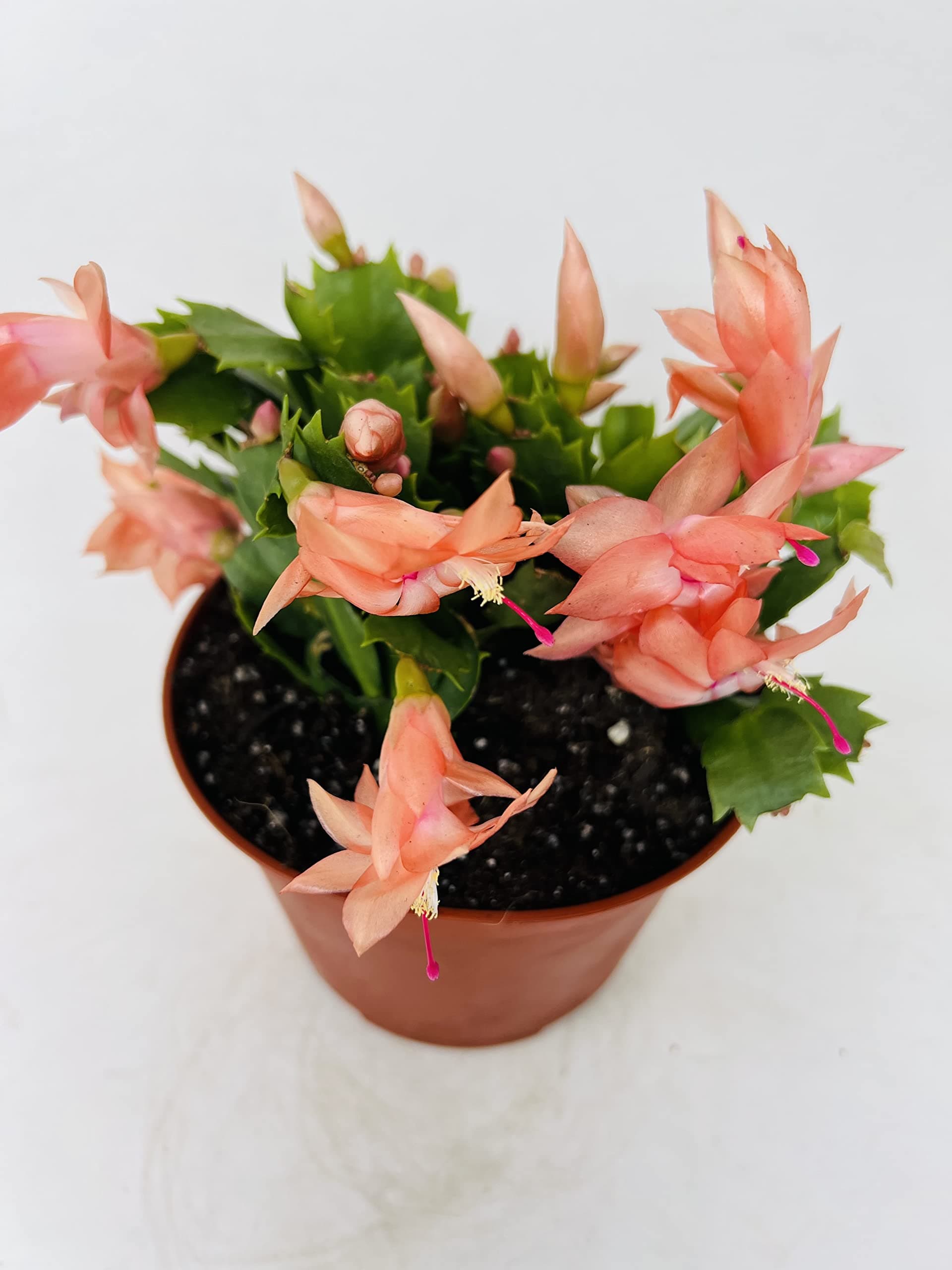 Orange Christmas Cactus 4" Pot -Zygoactus Plant Unique by Jmbamboo