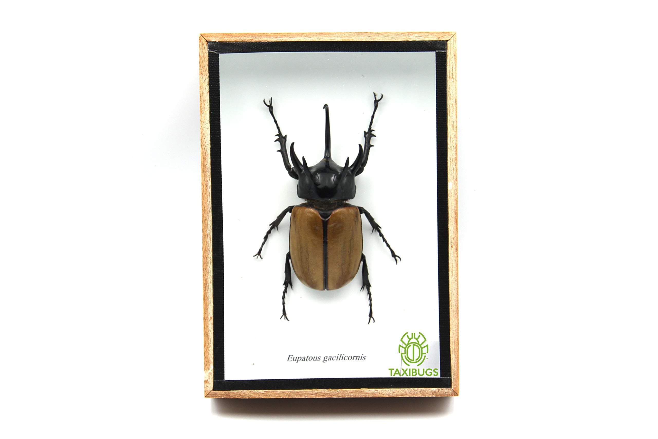5 Horn Rhino Rhinoceros Beetle Taxidermy Insect Entomology Gift in a wooden box