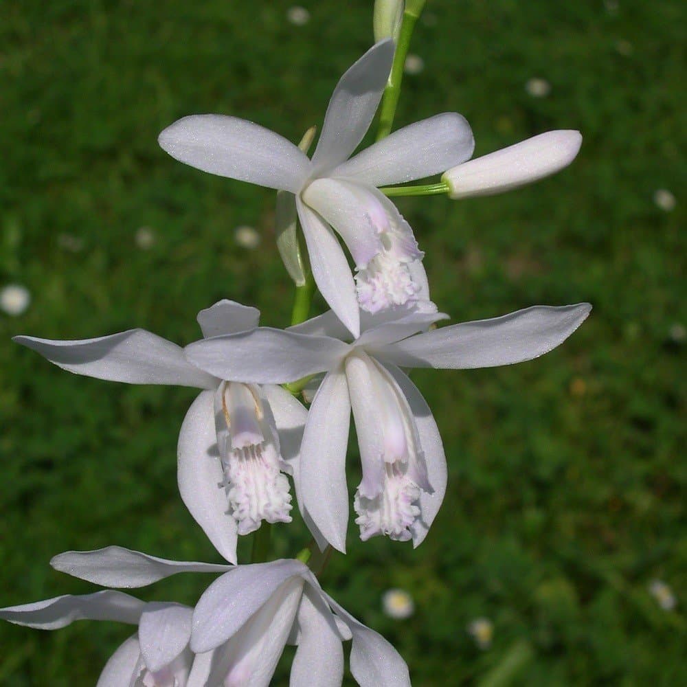 White Garden Orchid ❀ Bletilla striata alba ✿ Easy Garden