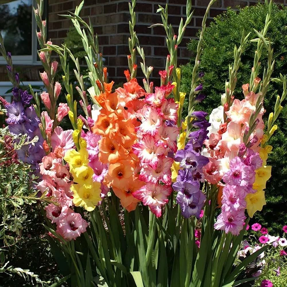 10pcs Mix Gladiolen Bollen Tuin Verse Geurige Grote Flowe Plant Bloem Vaste Huis Tuin Plant Bonsai met Hoge Kiemkracht