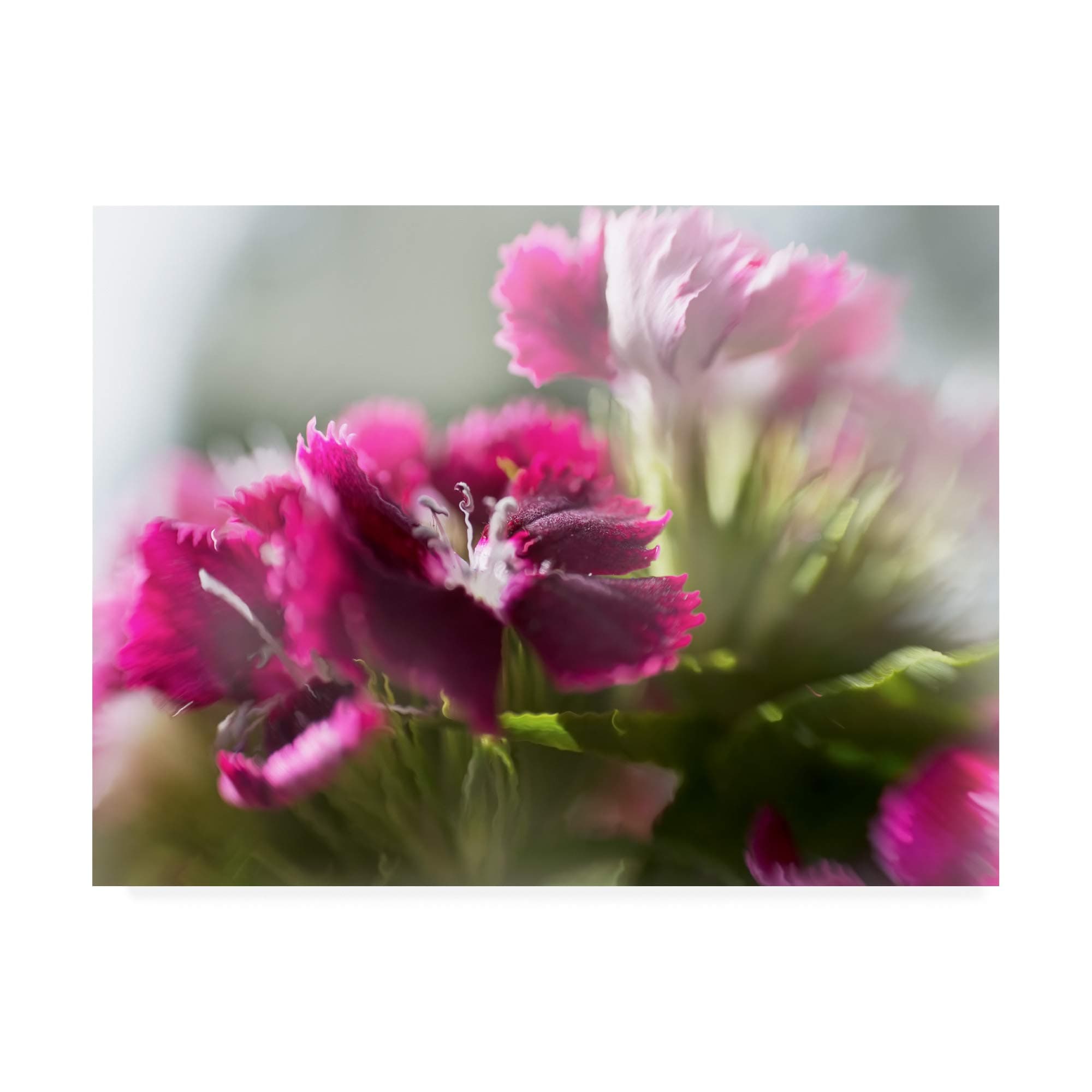 Trademark Fine Art Glorious in Red VII by Gillian Hunt, 24x32