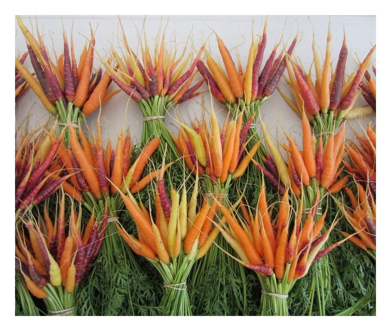 PREMIER SEEDS DIRECT - Vegetable Carrot Rainbow Mix F1 440 Finest Seeds