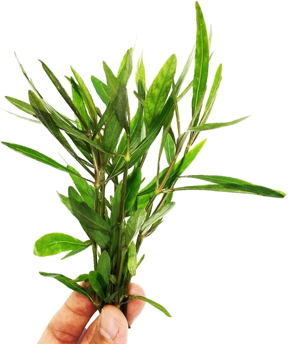 – Hygrophila Corymbosa Bunch Temple Hygro Live Aquarium Plant Decorations BUY2GET1FREE