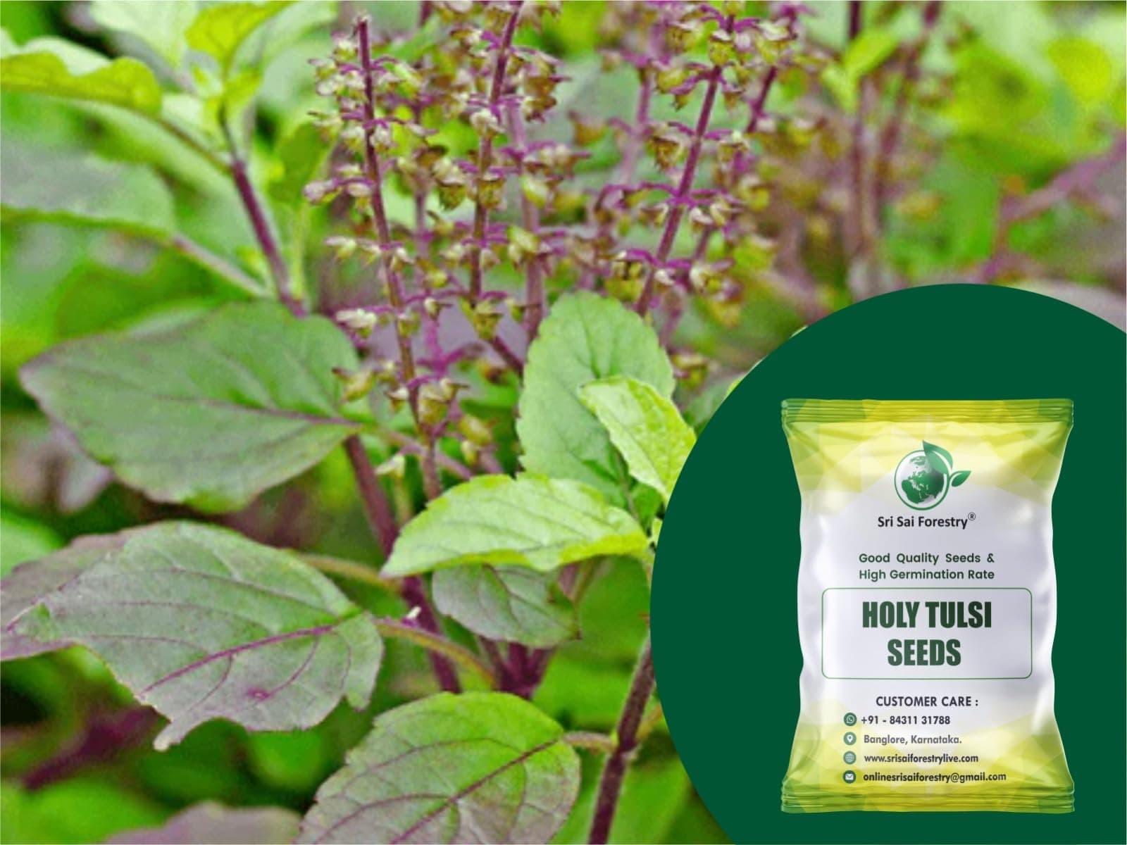 Rama Tulsi and Krishna Tulsi Plant Seeds Mix, Indian Holy Tulsi Seed - Pack of 1200