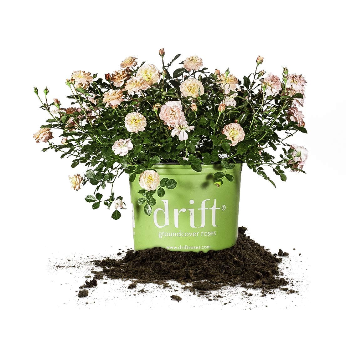 PERFECT PLANTS Apricot Drift Rose Live Plant, 3 Gallon, Includes Care Guide