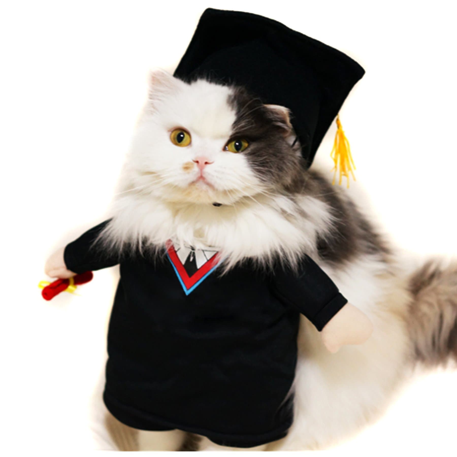Alfie Pet - Kade The Graduate for Party Halloween Special Events Costume - Size: XL
