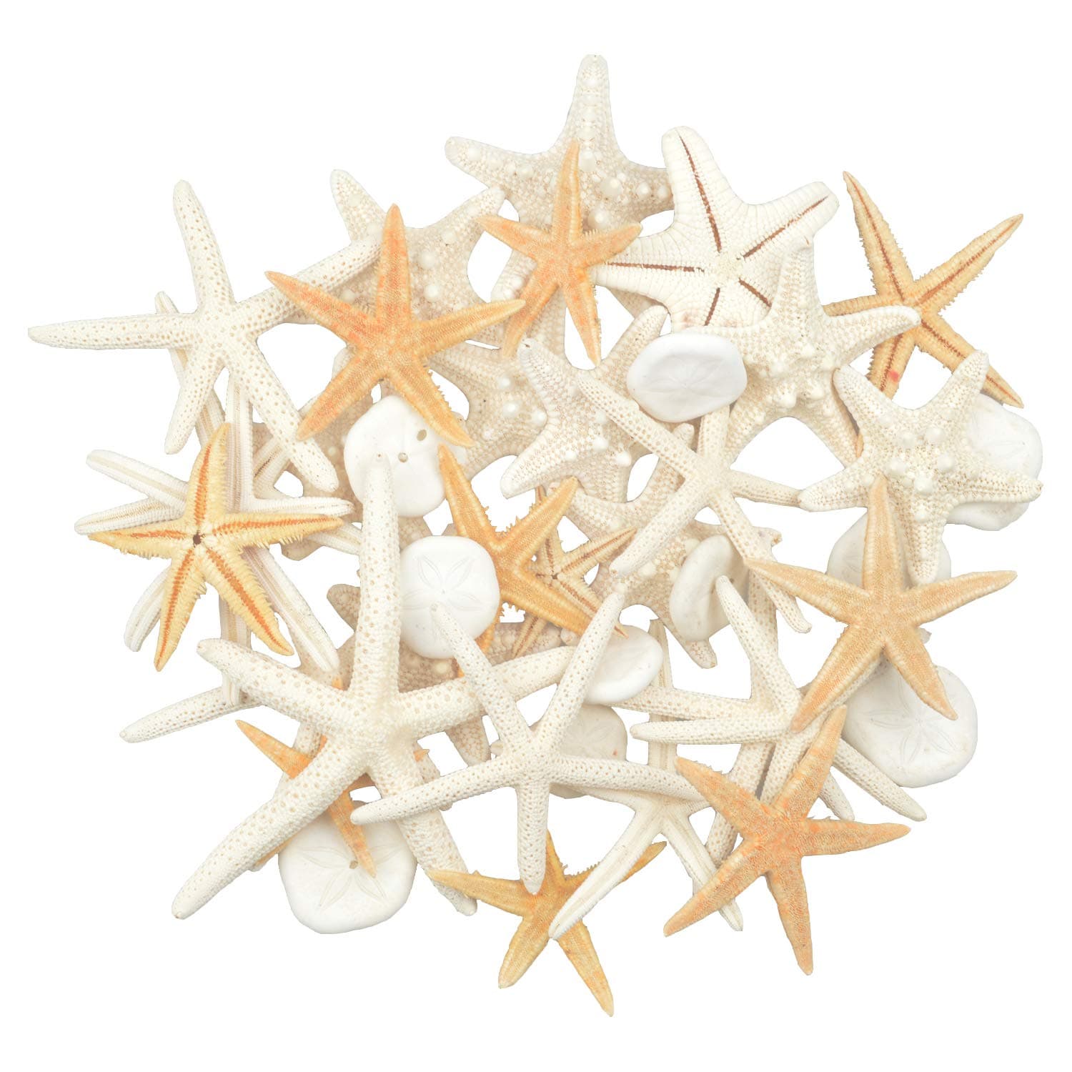 2-6 Inch 30 PCS Starfish10 PCS Sand Dollars Mixed Ocean Beach Starfish-Natural Colorful Seashells Starfish Perfect for Wedding Decor Beach Theme Party, Home Decorations,DIY Crafts, Fish Tank