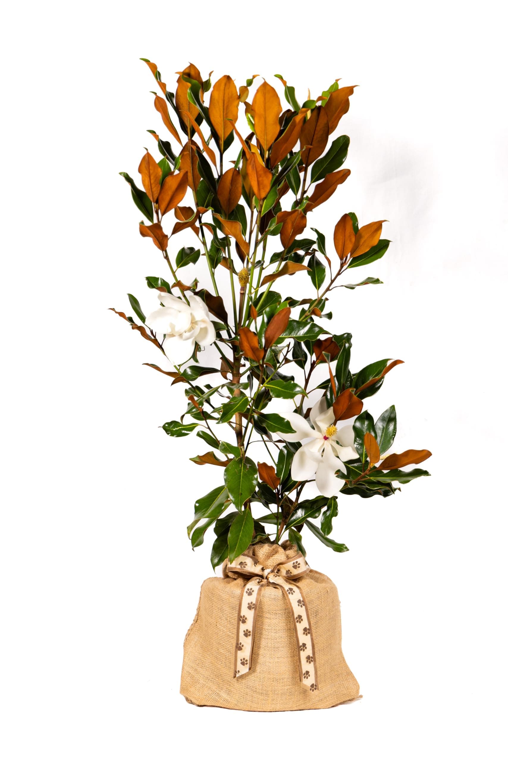 Southern Magnolia Pet Sympathy Gift Tree by The Magnolia Company - Get Beautiful and Fragrant Flowers on Lush Pet Sympathy Magnolia Tree Gift