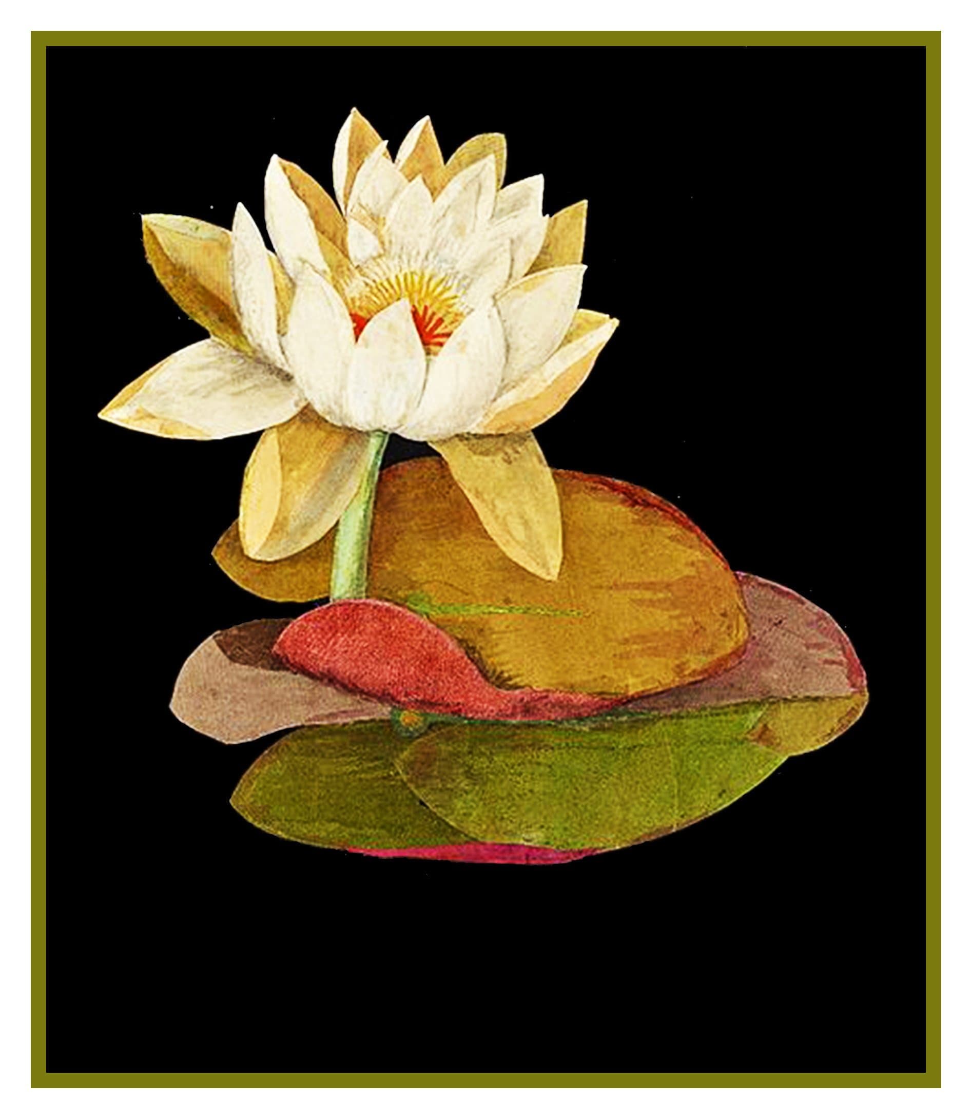 Orenco Originals Water Lily Flower Mary Delany Counted Cross Stitch Pattern