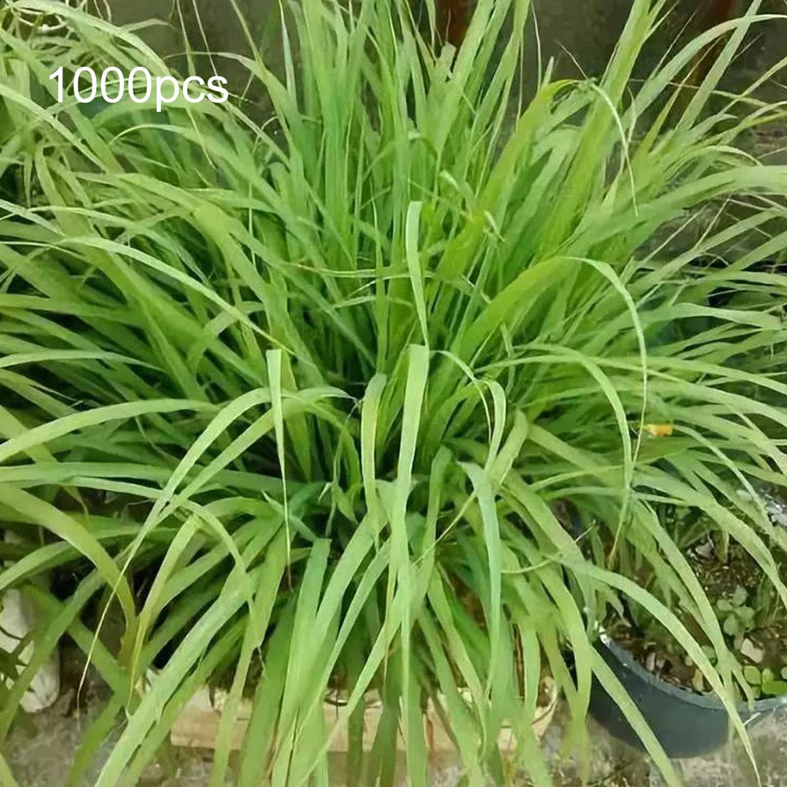 1000Pcs Lemongrass Seeds Grow All Year Easy Care Green Lemon Grass Cymbopogon Flexuosus Seeds for Horticulture - Lemongrass Seeds - Plant Seeds Flower Seeds Fruit Seeds Vegetable Seeds for Planting