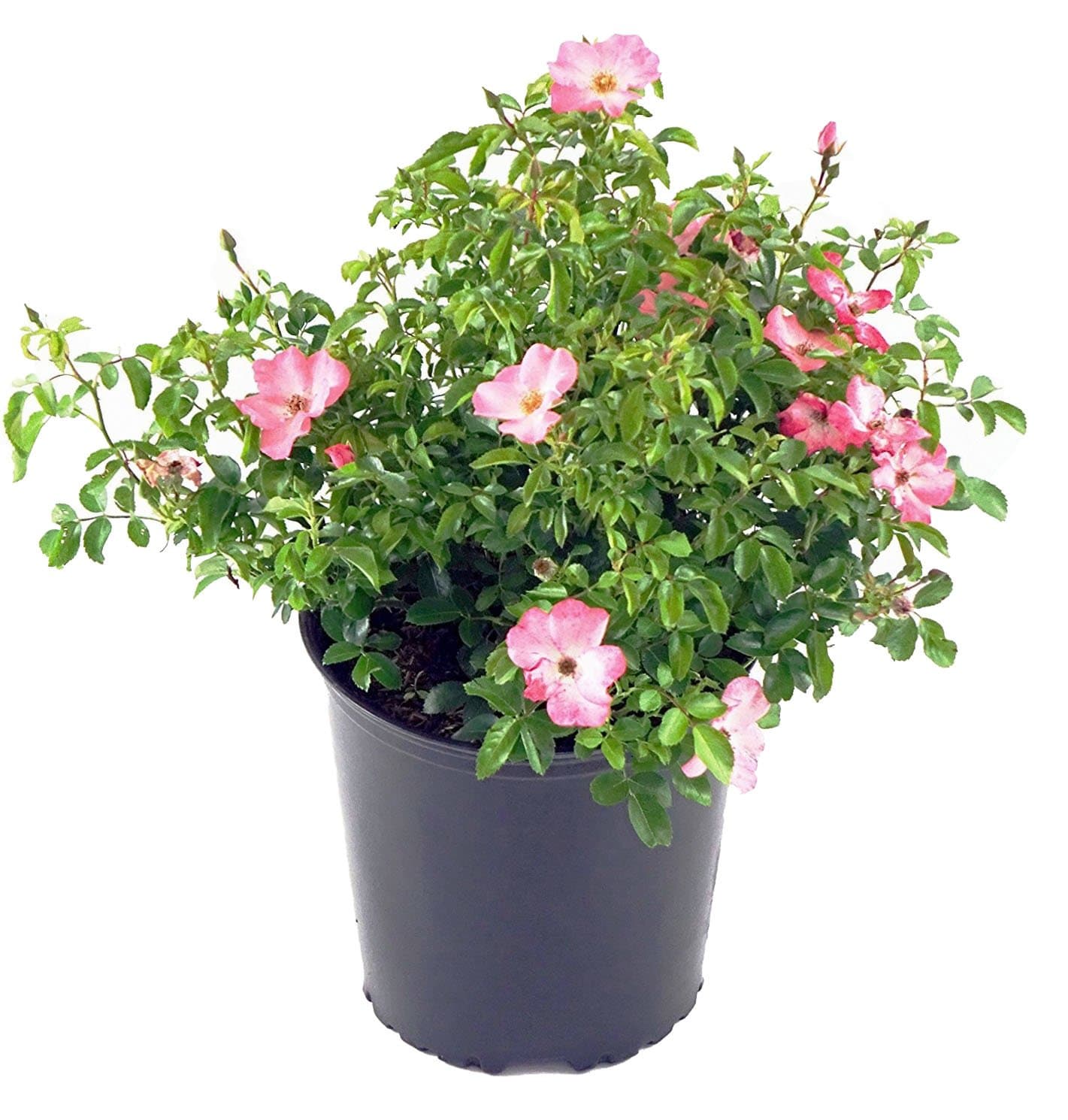 Live Plant from Green Promise Farms Flower Carpet Roses ROSA `FLOWER CARPET CORAL` Coral Flower Shrub #2 Size Container Coral