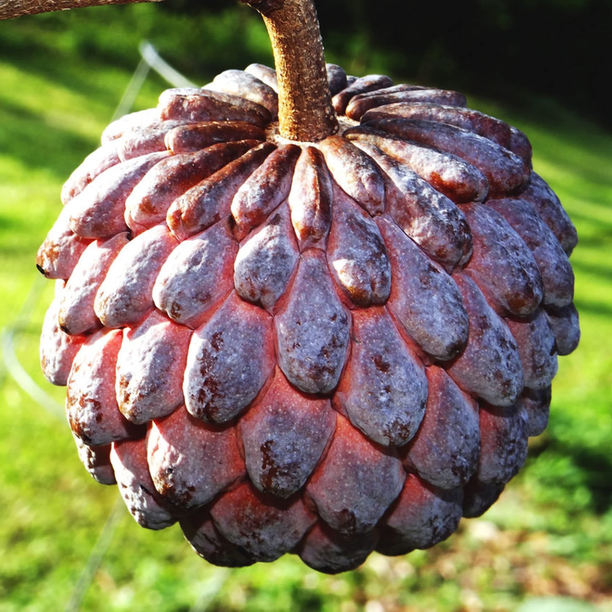 CHUXAY GARDEN Annona Cherimola-Purple Cherimoya,Custard Apple,Sugar Apple Tree 10 Seeds Survival Gear Food Seeds