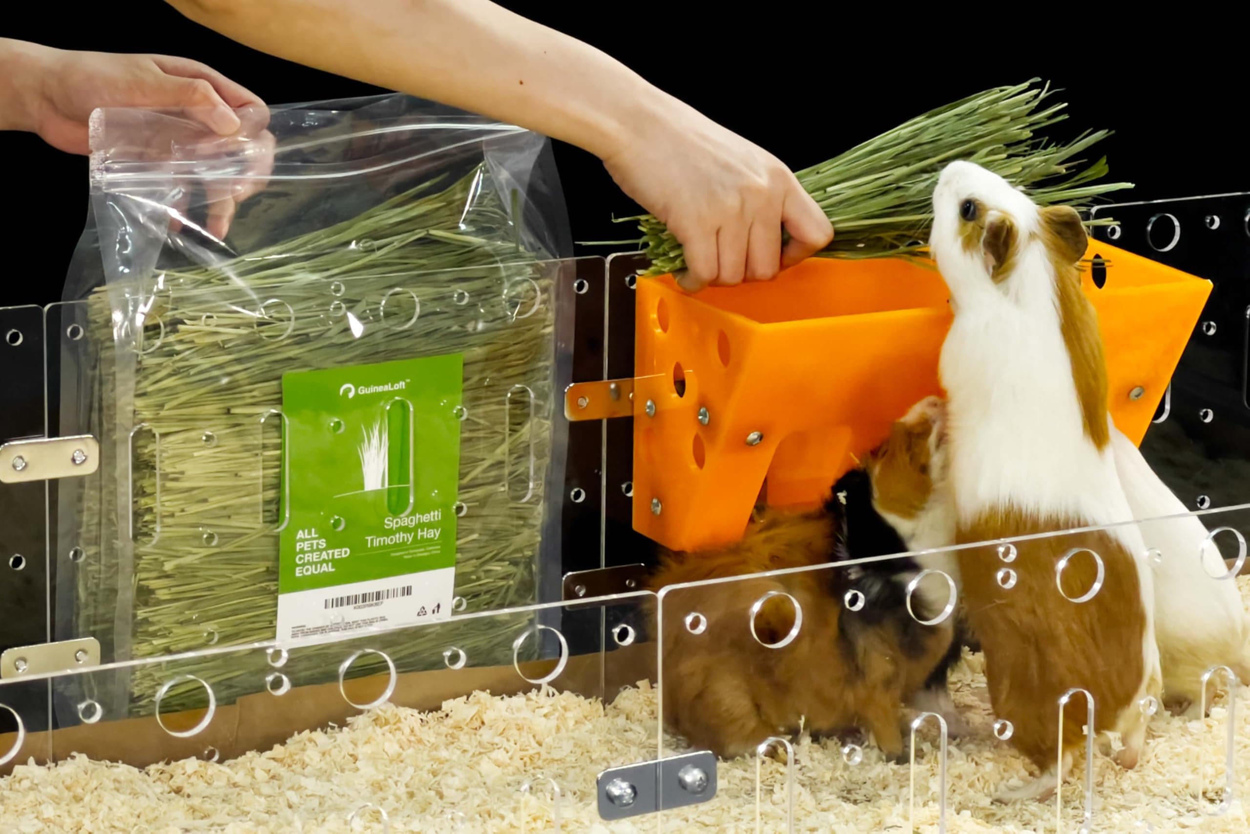 GuineaLoft™ Spaghetti Timothy Hay - Premium Hay, Innovatively Cleansed & Dried, Naturally Green & Straight, Small Pack, Zero Clutter, Maximum Flavor, Exclusive by Guinea Loft