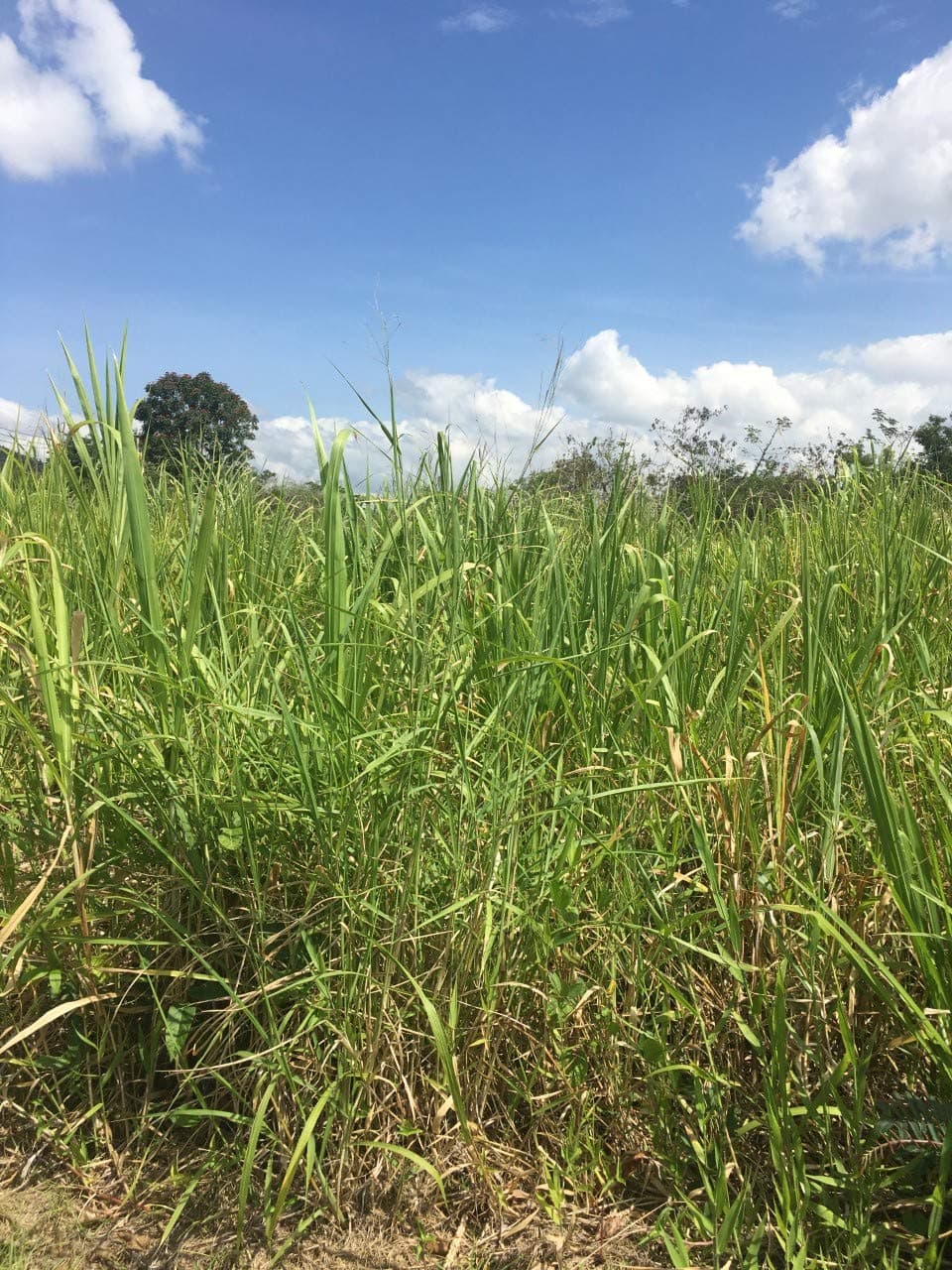 ^^Perennial Hybridized Pennisetum Purpureum ^^ 200pcs / Bag, Family Poaceae Ugandan Grass ^^, Natural Forage Elephant Grass ^^
