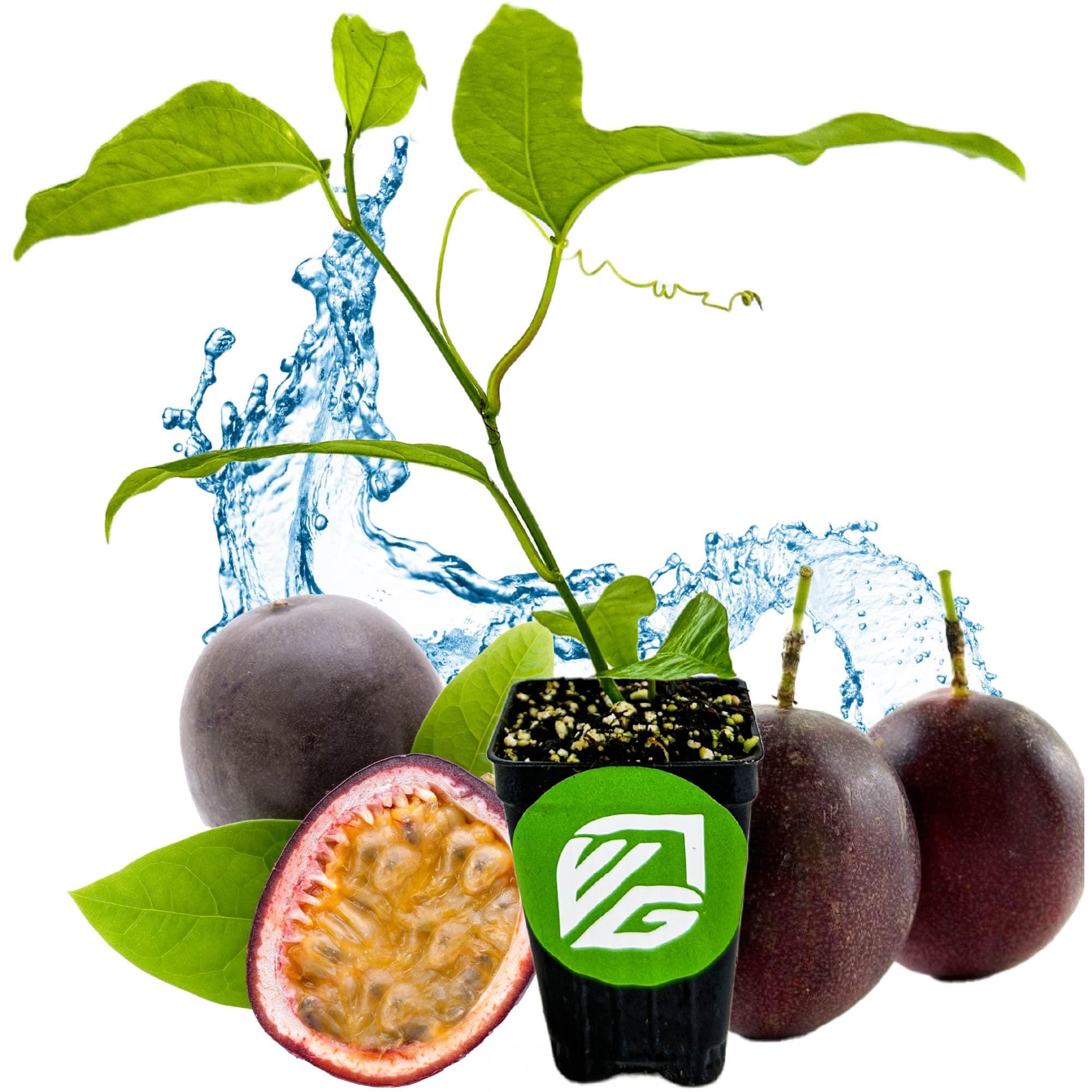 Purple Possum Passion Fruit Live Vine Starter Plant - Passiflora edulis by Wellspring Gardens - Climbing Vine with Aromatic Fruit & Stunning Flowers - Ideal for Outdoor Landscaping & Garden Planting