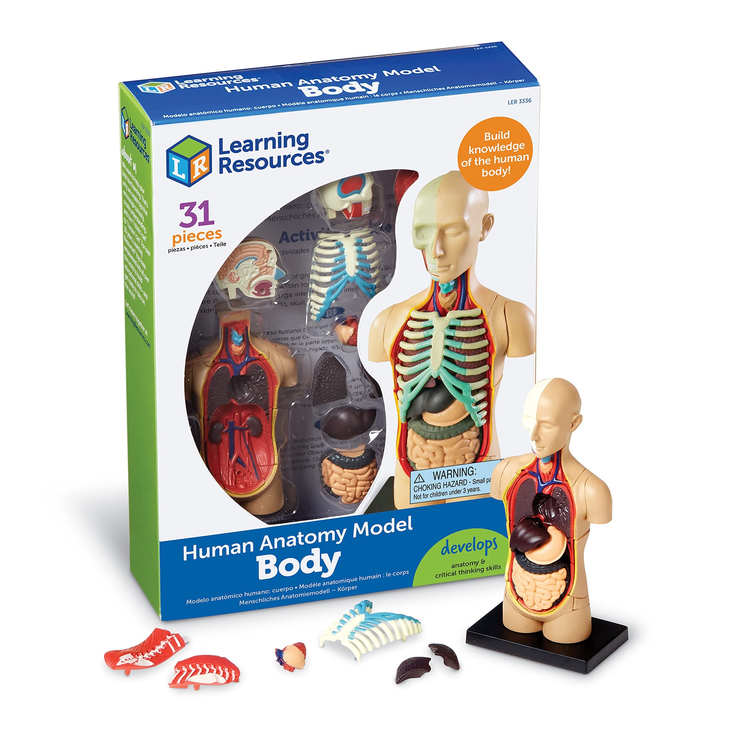 Learning Resources Anatomy Model Human Body, Ages 8+, 31-Piece Multicoloured Educational Science Model, Hands-On Learning for Kids