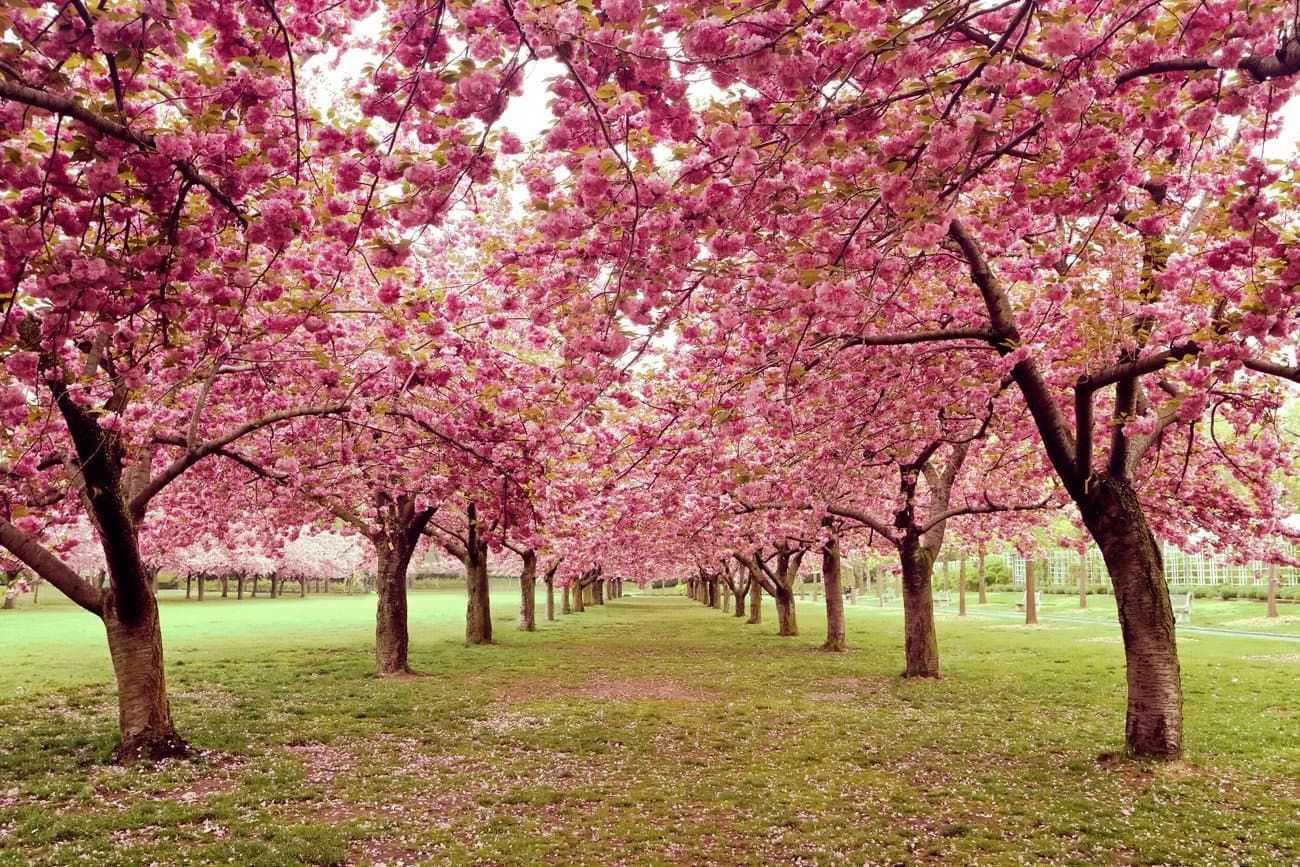 Cherry Trees Landscape Photography Floral Art Print -"Hall of Cherries"