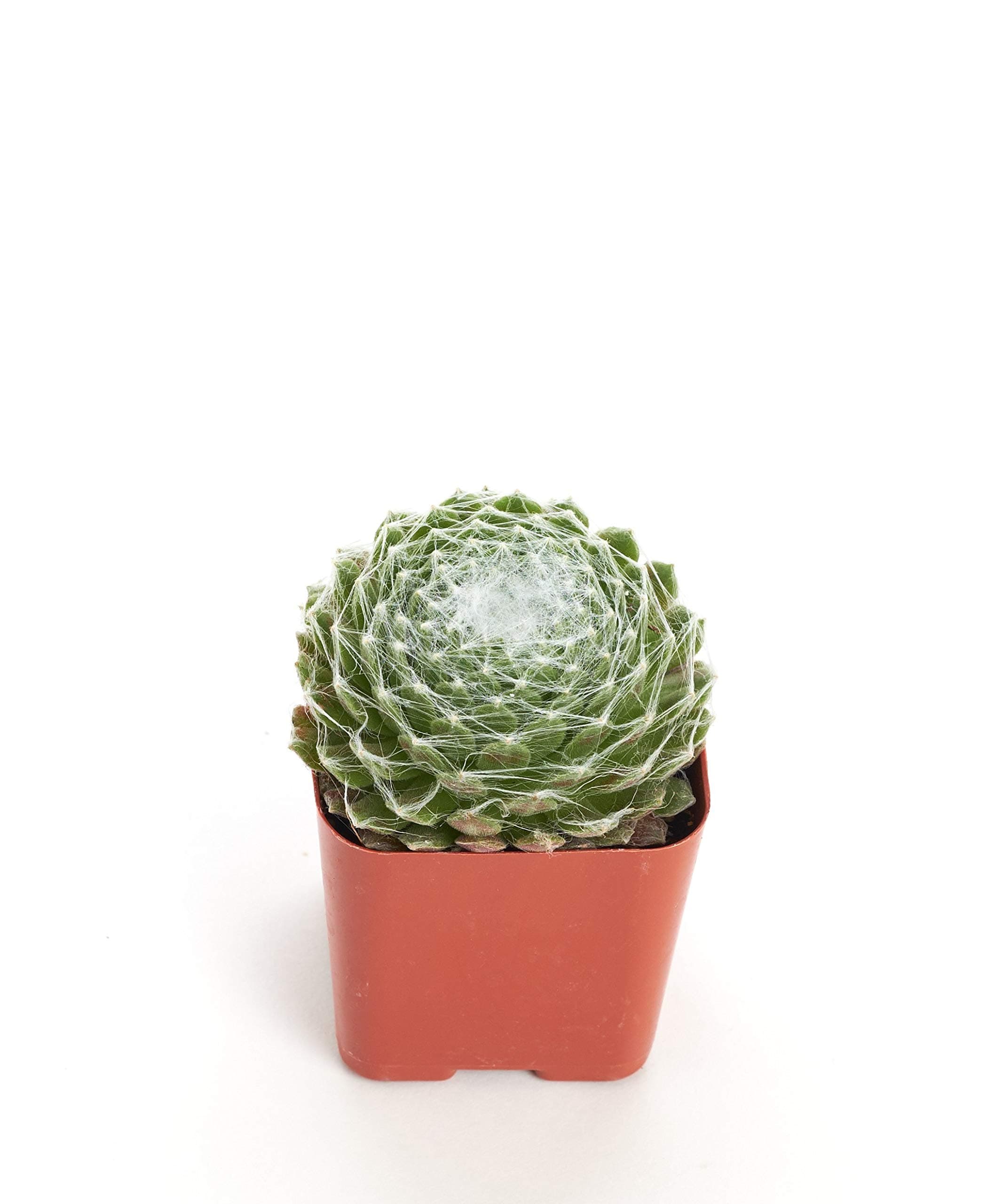 Shop Succulents Sempervivum Arachnoideum 'Cob Web' 2In Plant