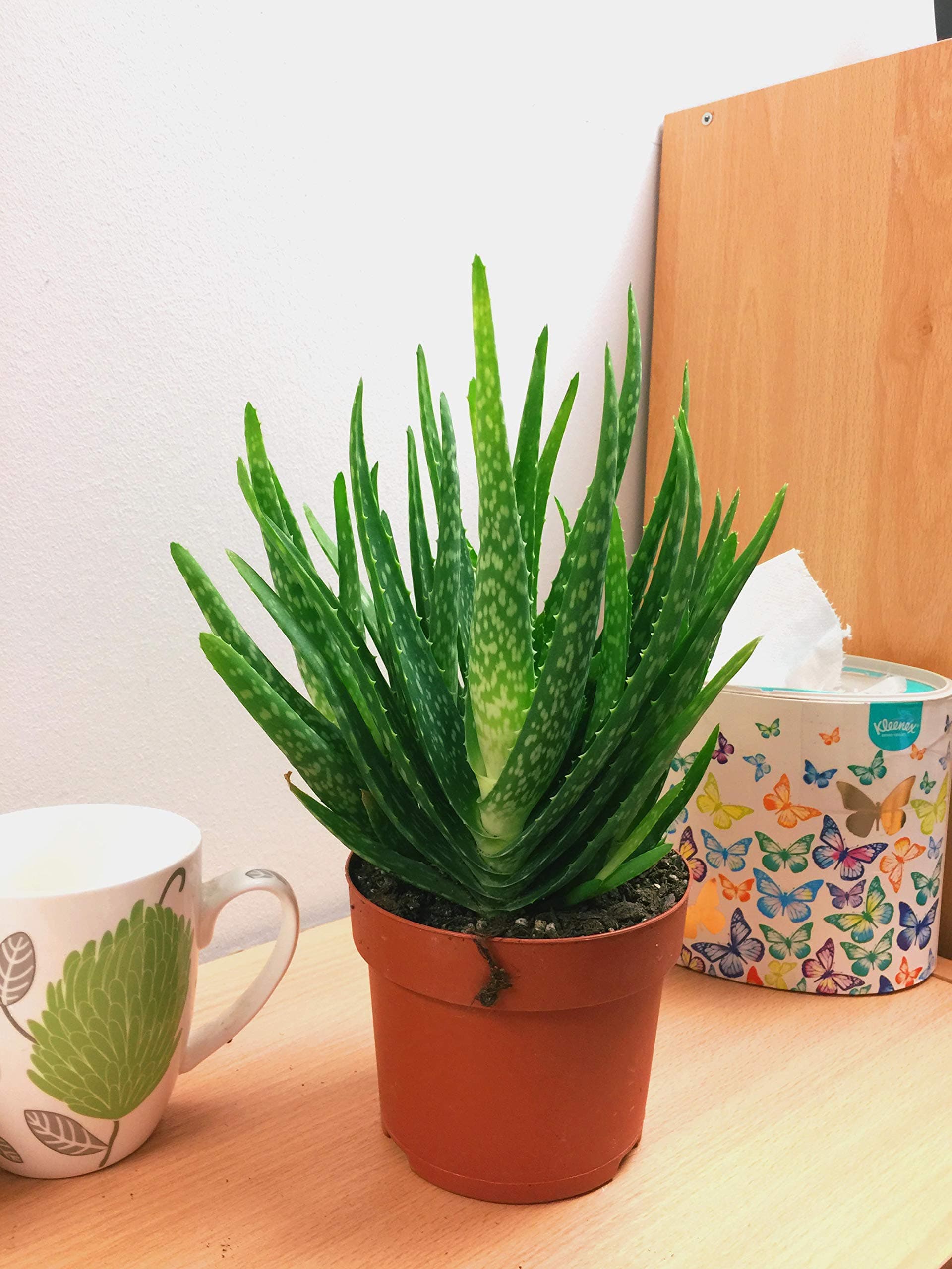 Easy Plants 1 Aloe Vera Live Plant in 10cm Pot Medicinal House Barbadensis Miller