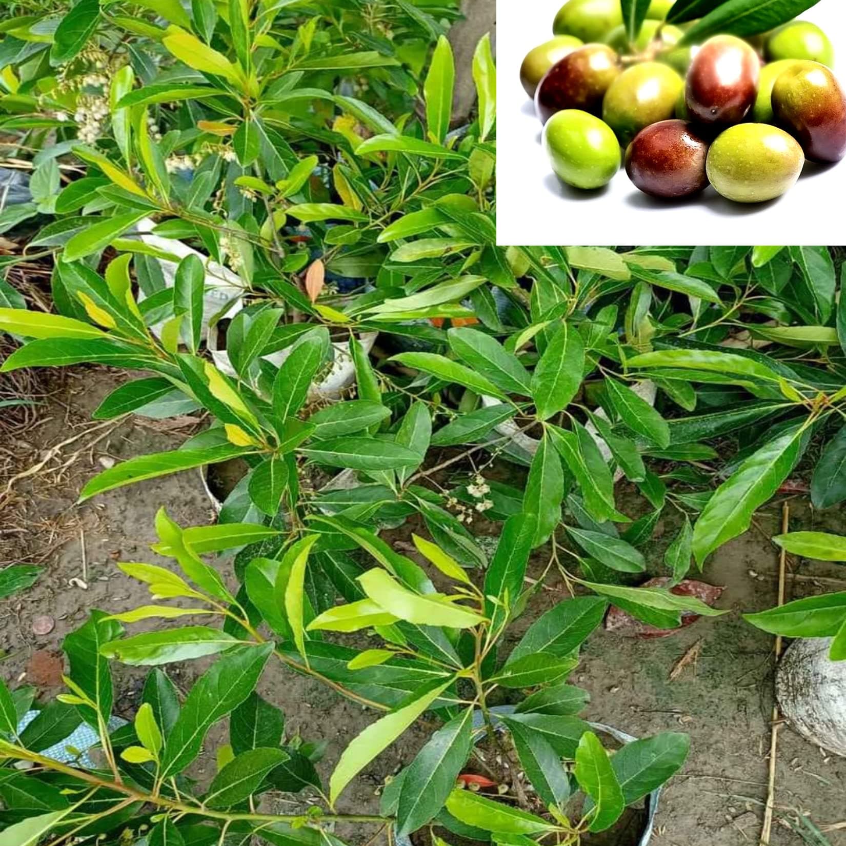 AGRO ALIVE Thai Sweet olive plant All Season Olive Plant-Air Layered