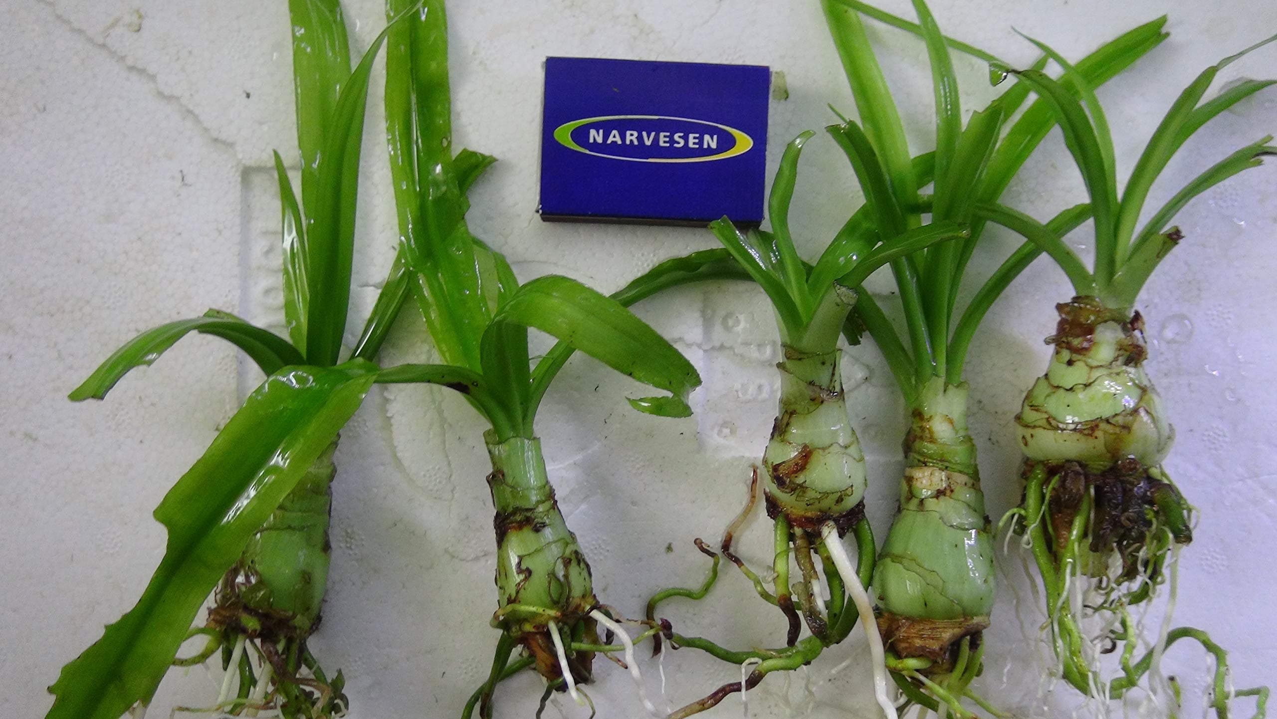 African Onion Plant - Crinum aquatica - Live Aquarium Plant