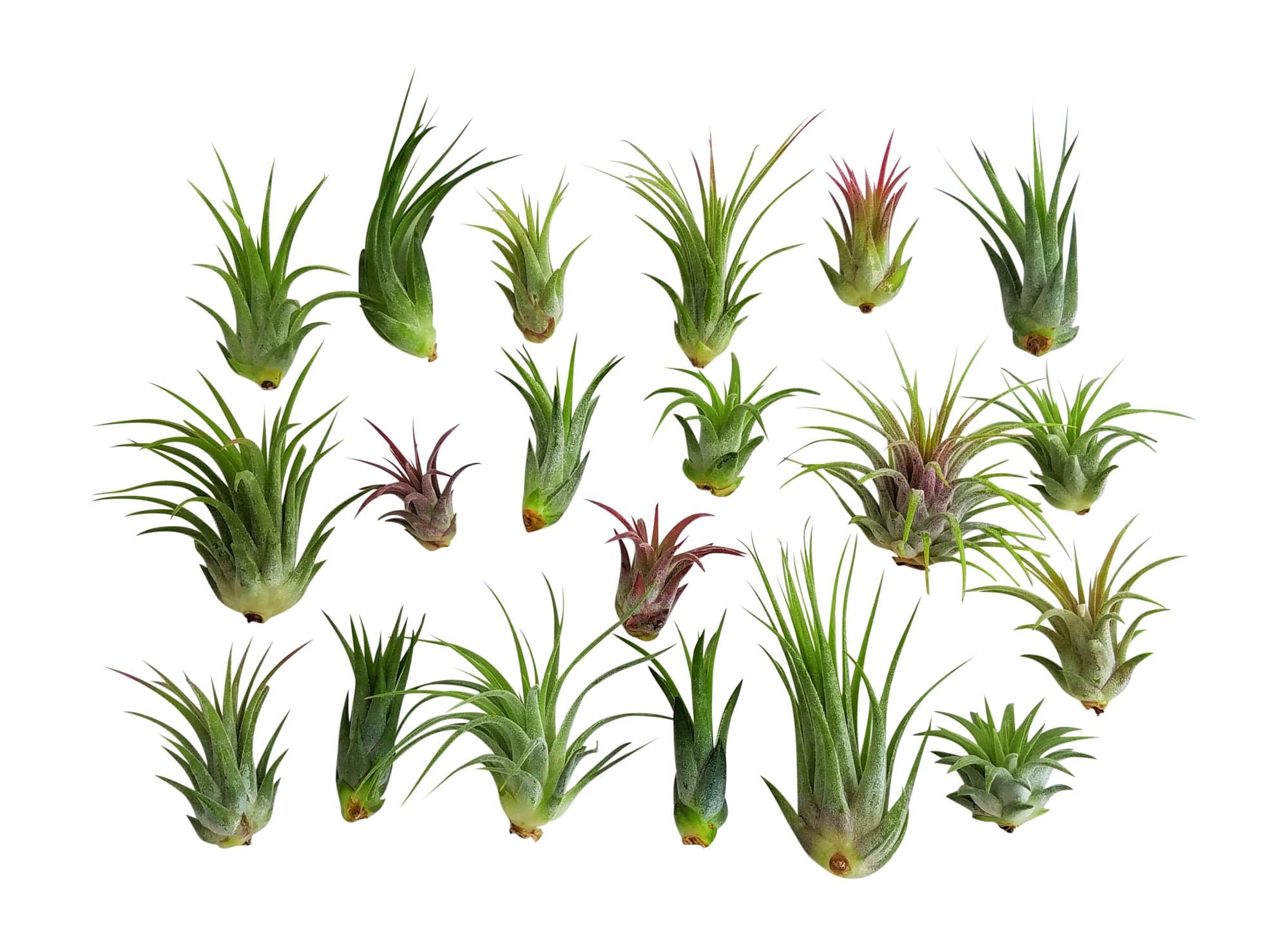 20 pc Air Plant Ionantha Tillandsia Lot - Wholesale Tillandsias - Live Tropical House Plants for Terrariums, Home Decor, Fairy Gardens