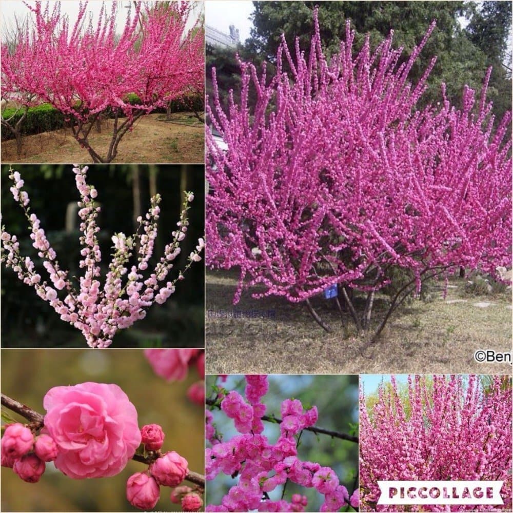 Nianyan 15 seeds-Prunus triloba seed, Rehmannia glutinosa, Potted planting, Flowering Plum Tree Flower Seeds, flowering plants