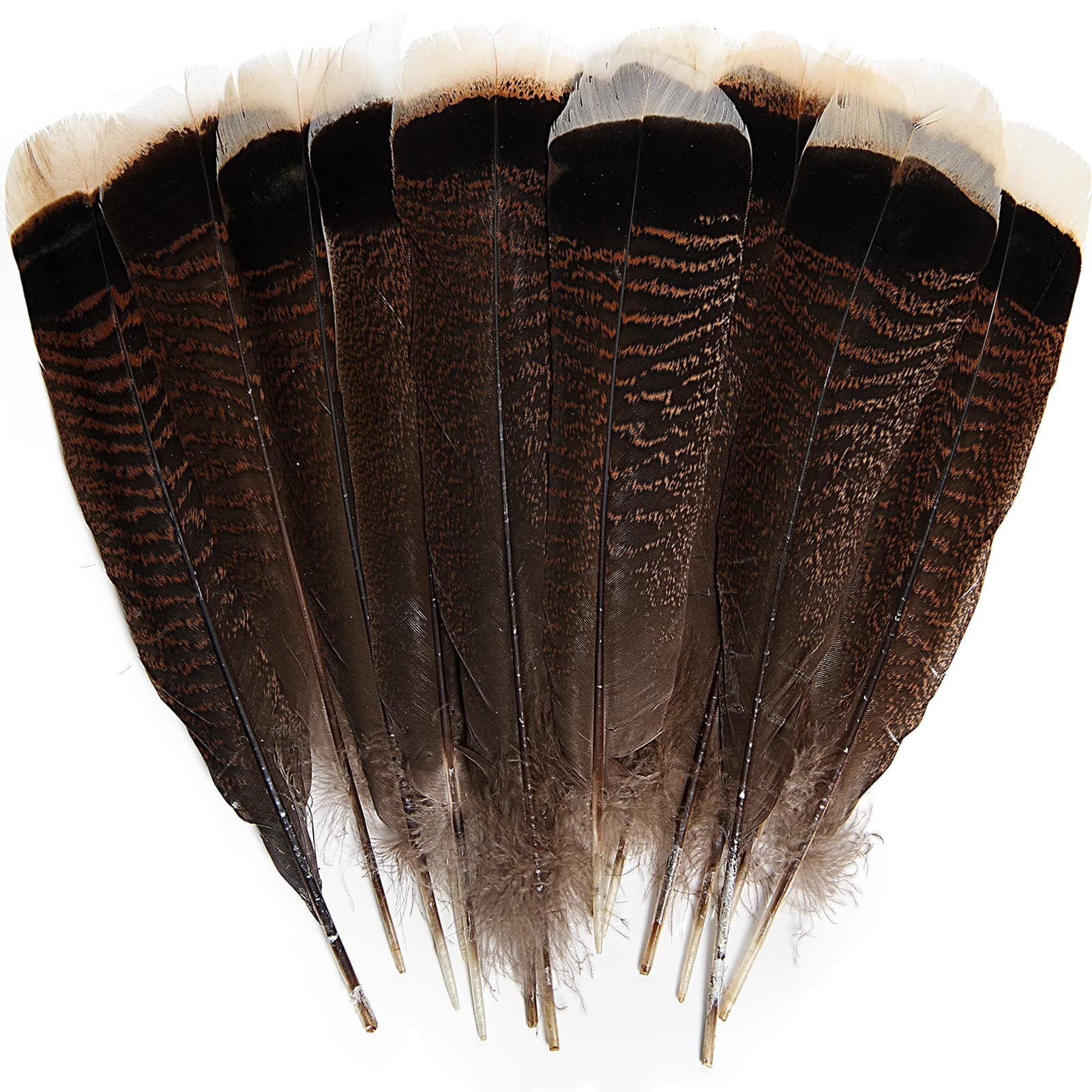 THARAHT 24pcs Natural Wild Turkey Tails Feathers Quill Bulk 8-10inch 20-25cm for DIY Crafts Project Collection Wedding Decoration Wild Turkey Tails Feather