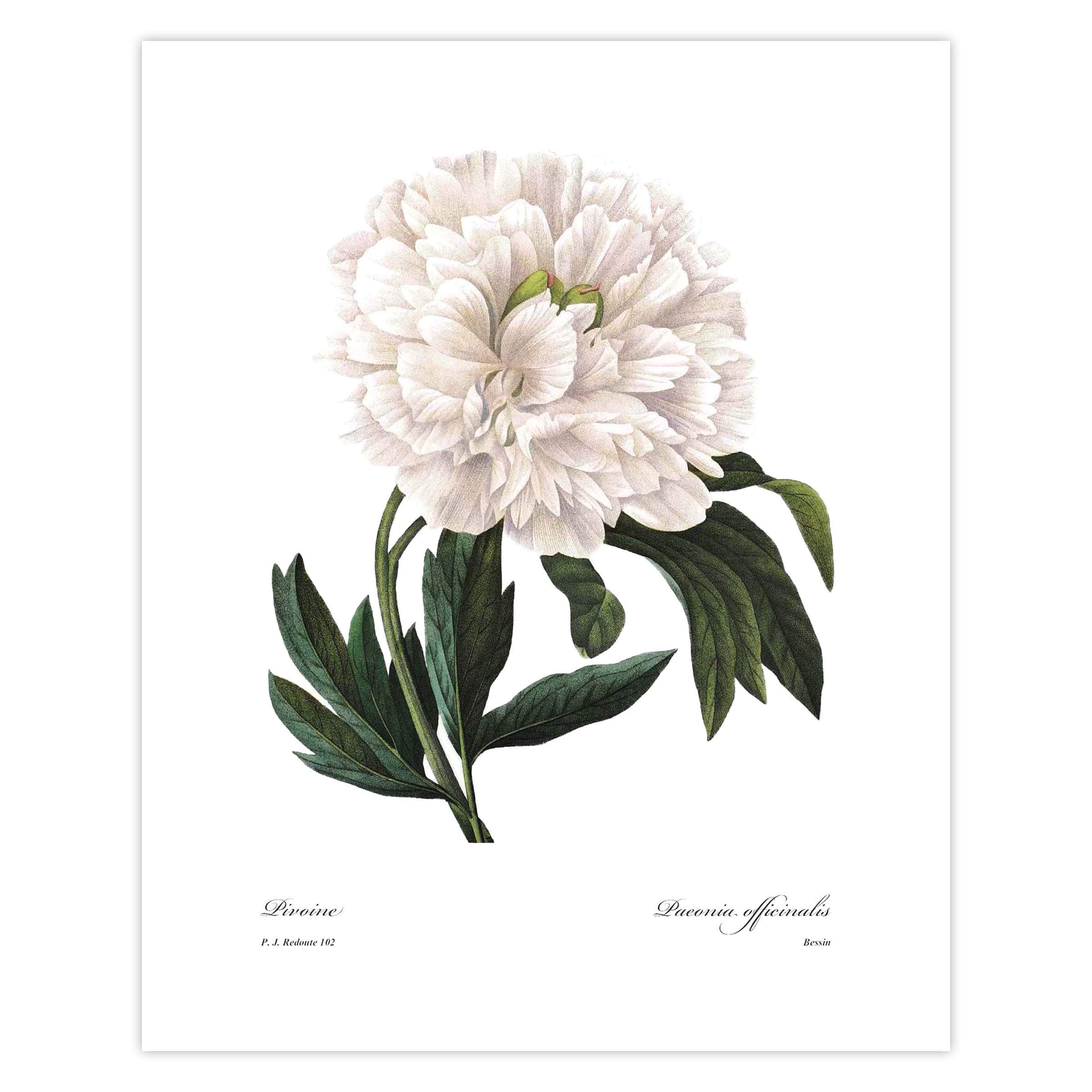 Peony Art, French Botanical Print - White Flower Wall Art, Vintage Floral Decor, Redoute Summer Blossom - Unframed