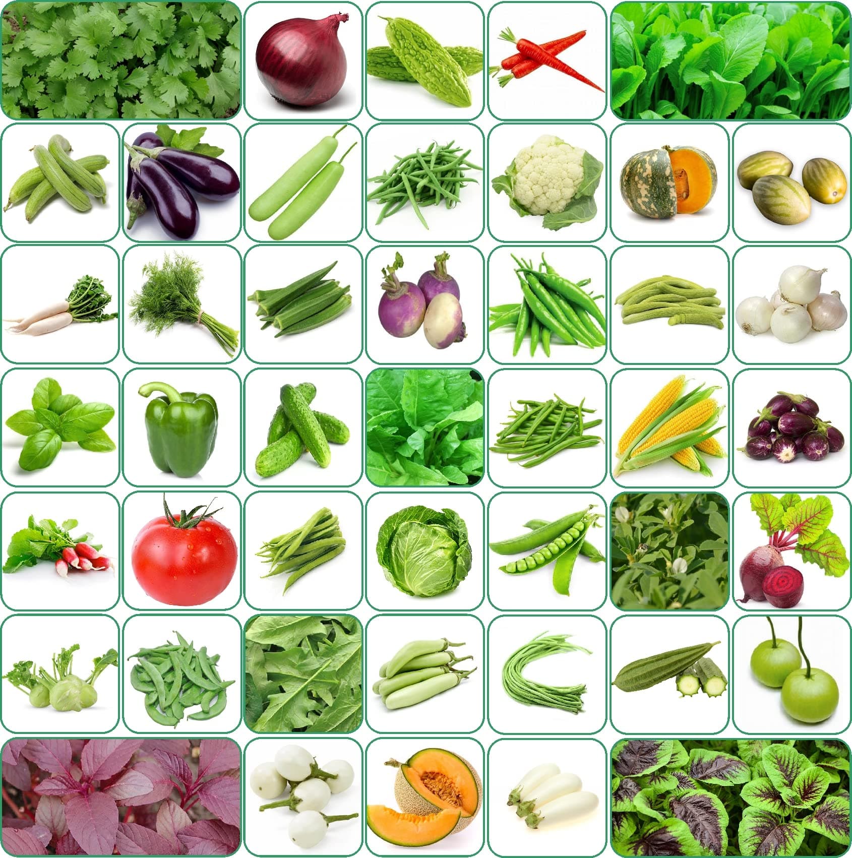 Aero Seeds Vegetable Seeds Bank For Home Garden 45 Varieties - 2580+ Seeds