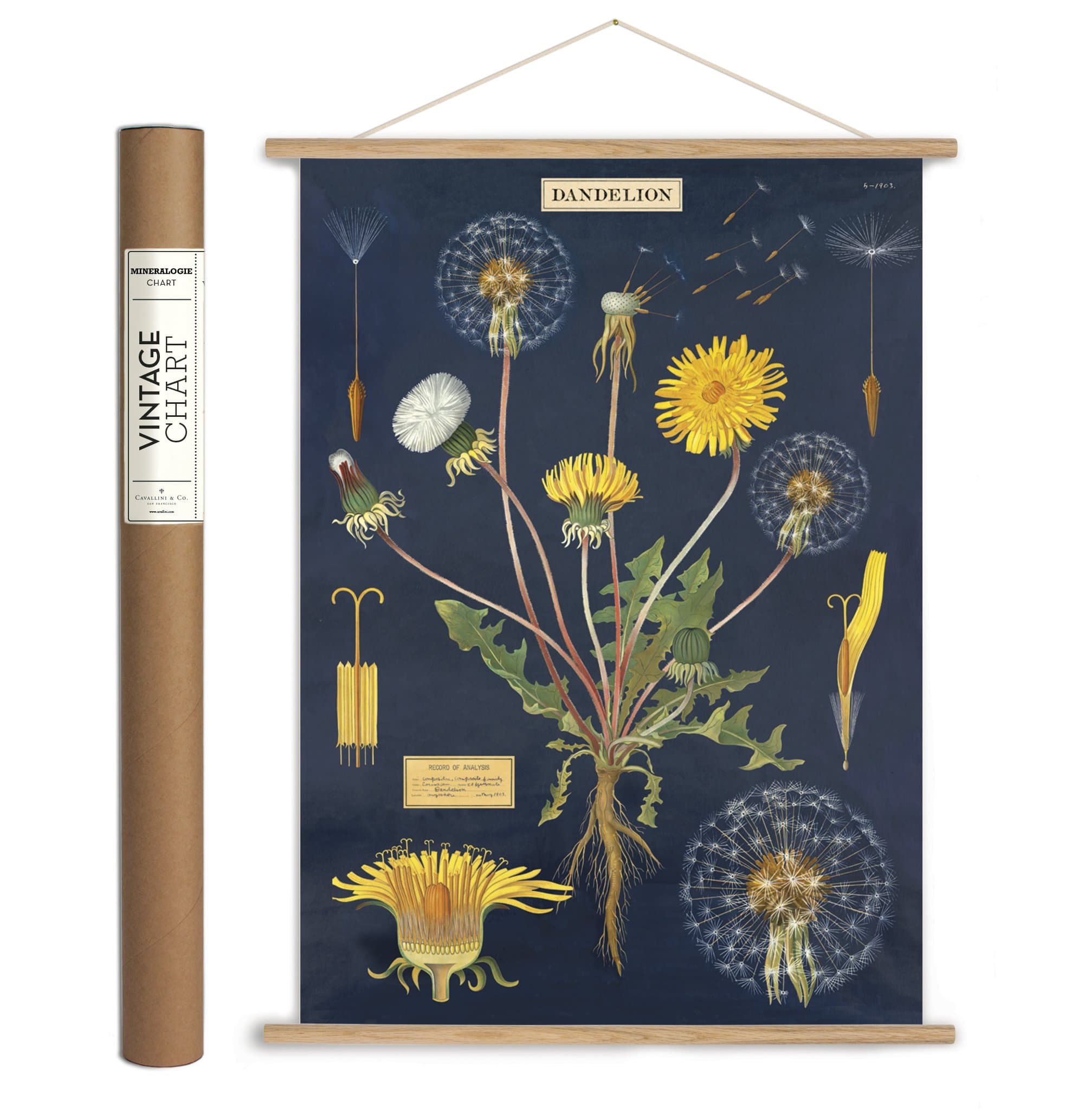 Cavallini Papers & Co. Cavallini Vintage Dandelion Hanging Poster Kit, Multi