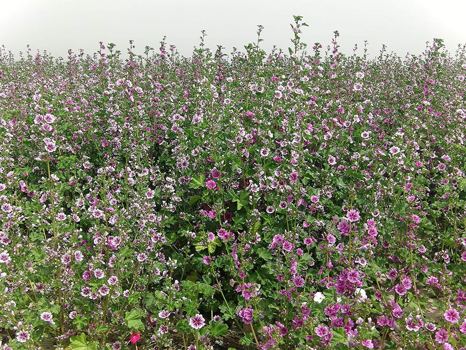 Malva Common Mallow Herbaceous Perennial Plants 1000 Seeds