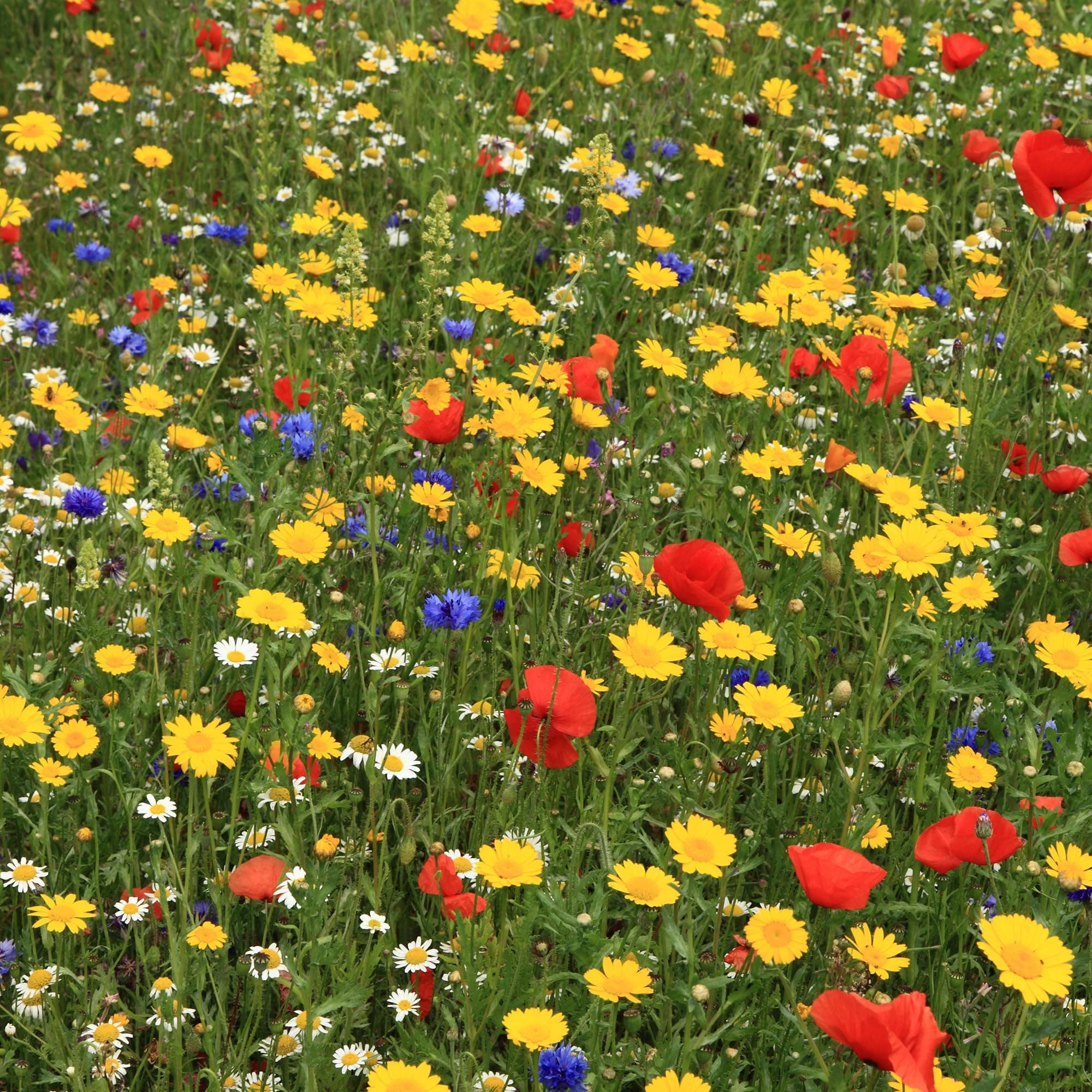GardenersDream100% Wildflowers Seeds Mix - Meadow Flower Seeds Mix with Premium Bee Friendly Wild Flowers for UK Climate - 20+ Varieties Attract Bees & Butterflies (100g) - Covers Up to 50M2