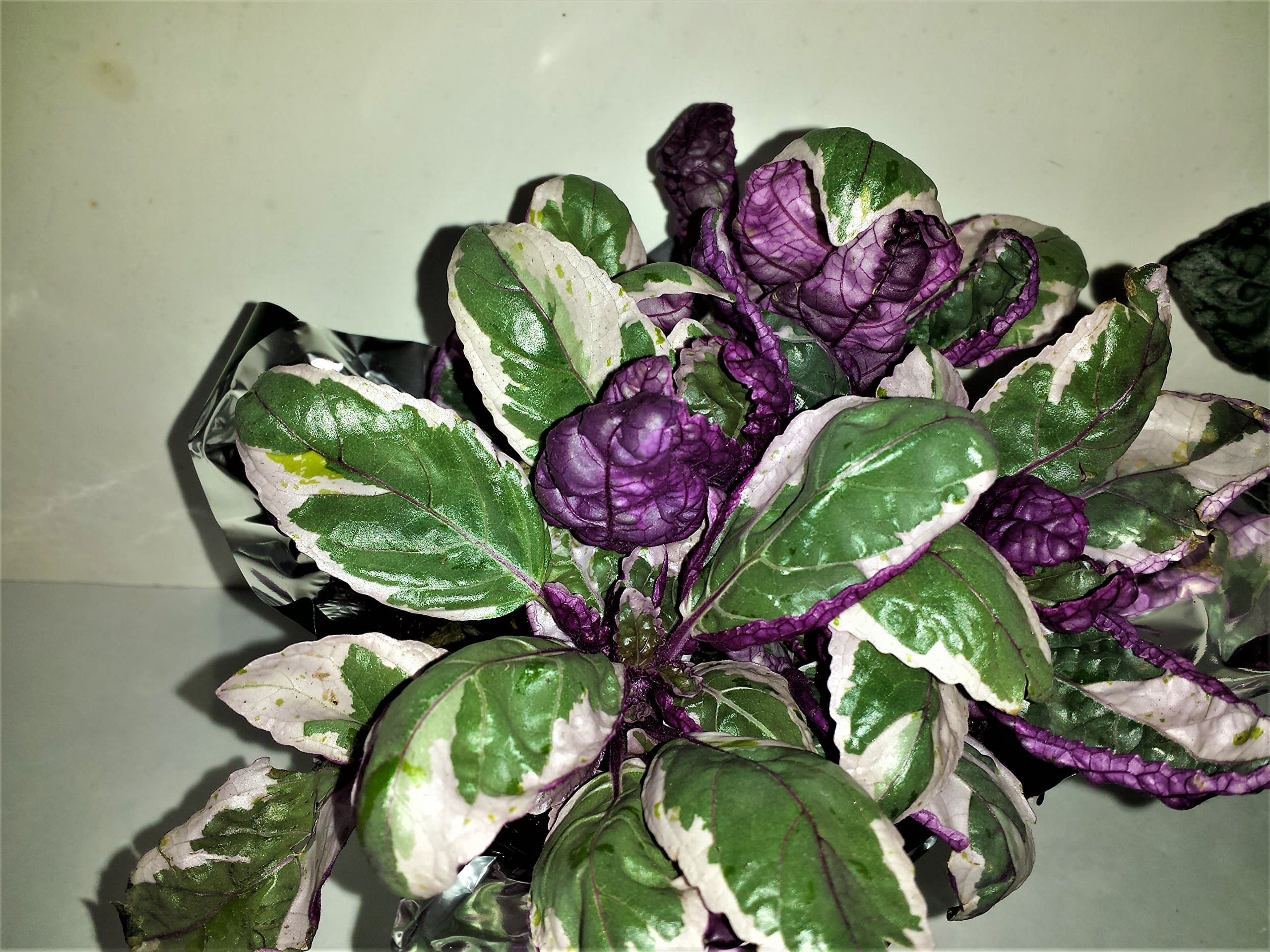 HEMIGRAPHIS COLORATA - EXOTICA - WAFFLE PLANT - HERB - 1 PLANT - 3" POT