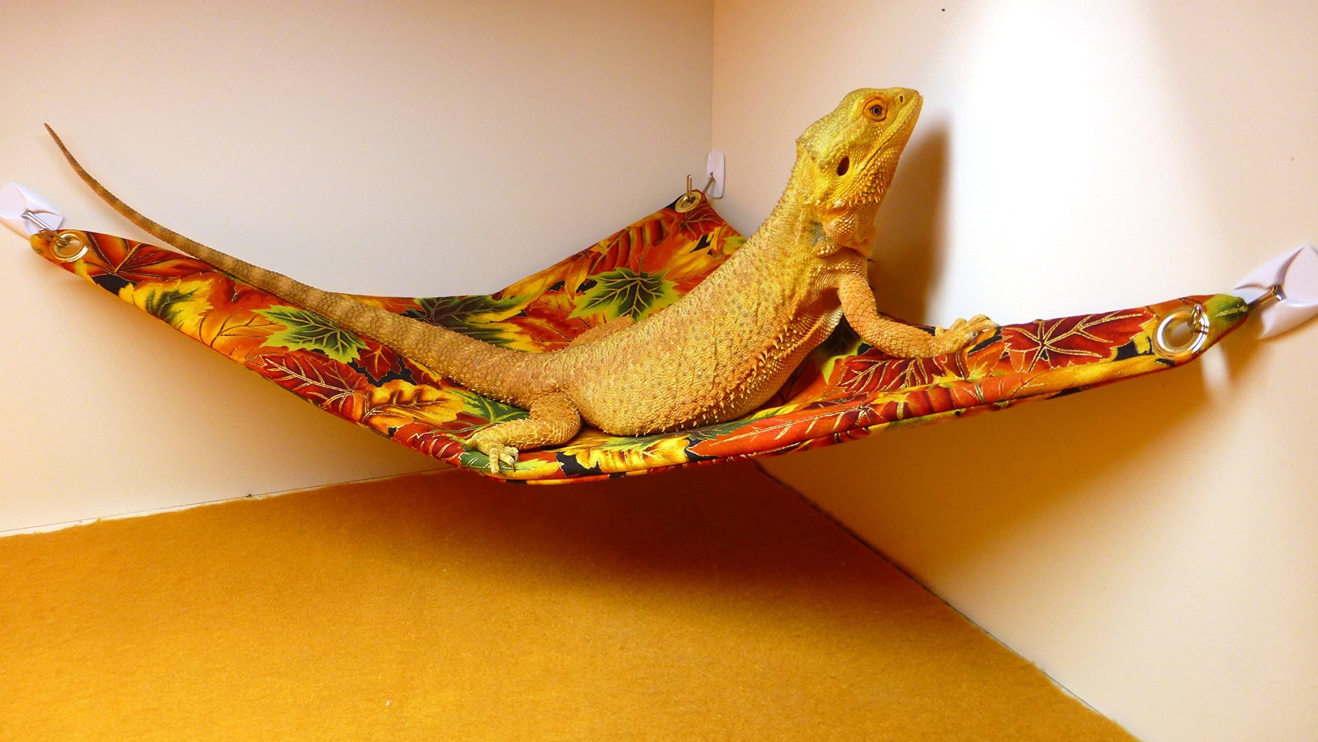 Hammock for Bearded Dragons, Autumn Leaves Fabric with Suction Cup Hooks