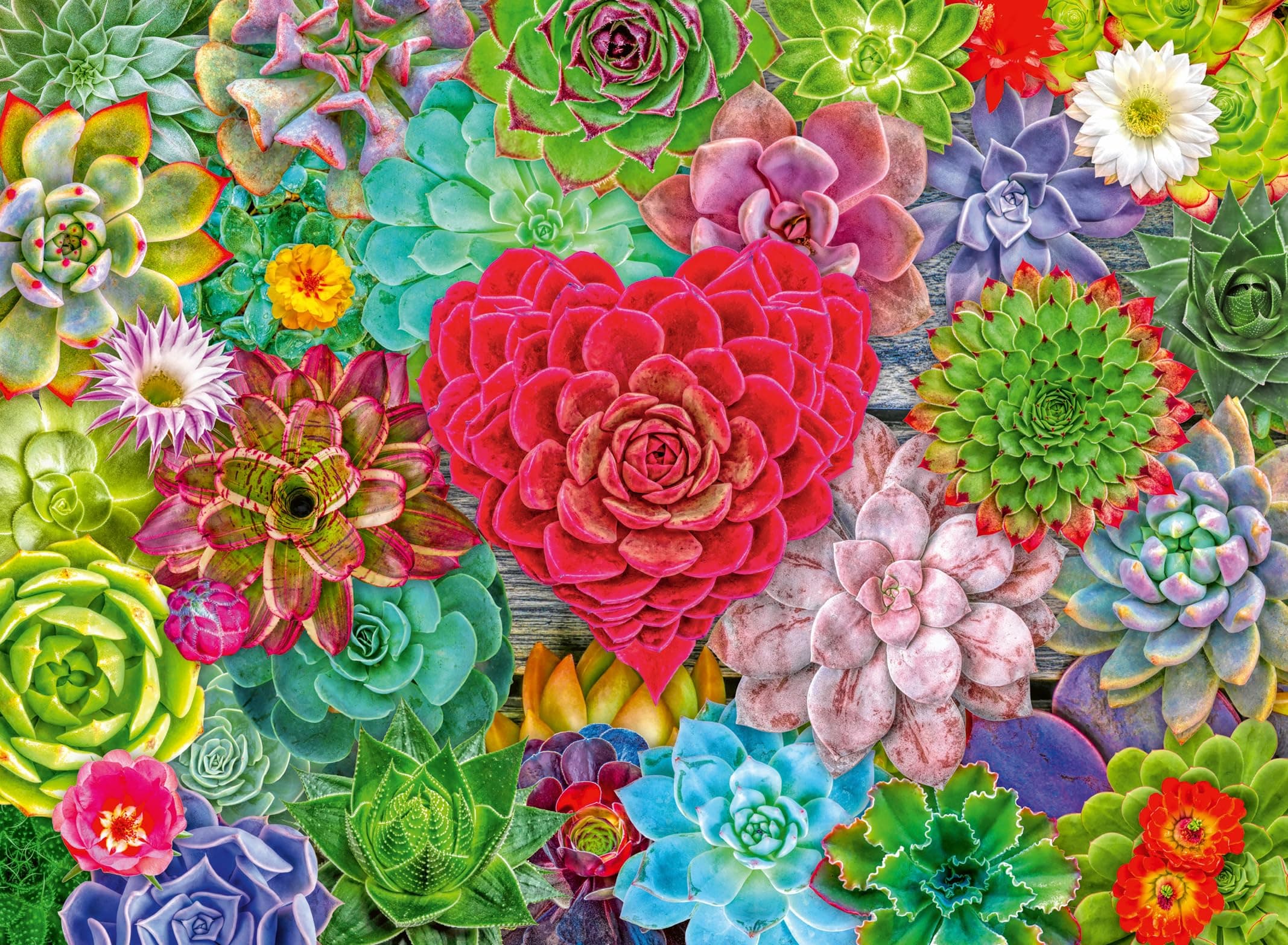 Succulent Love 500 Piece Jigsaw Puzzle for Adults and Kids Age 10 Years +