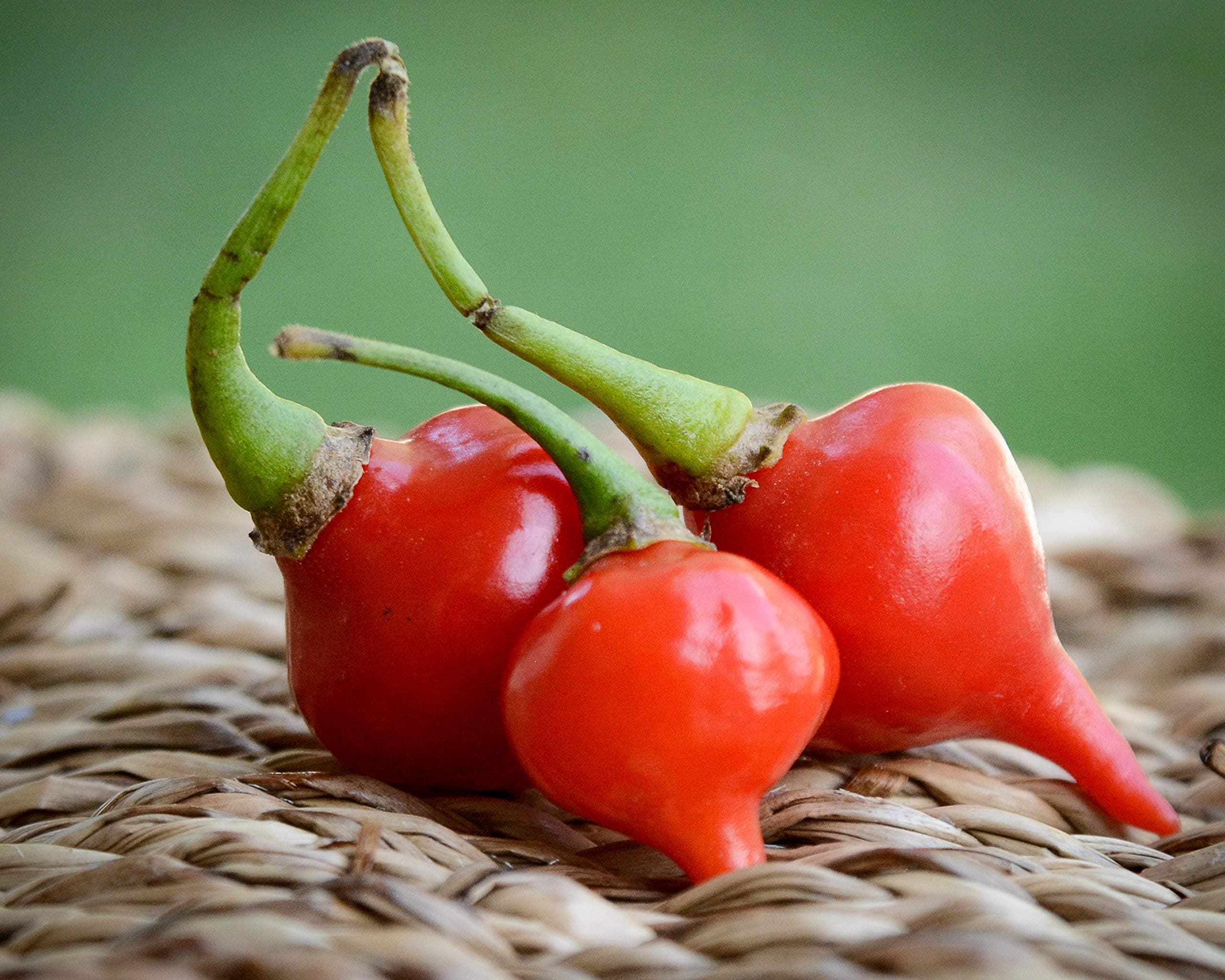 Red Biquinho Chupetinho Heirloom Little Beak Pickling Pepper Premium Seeds for Planting Packet