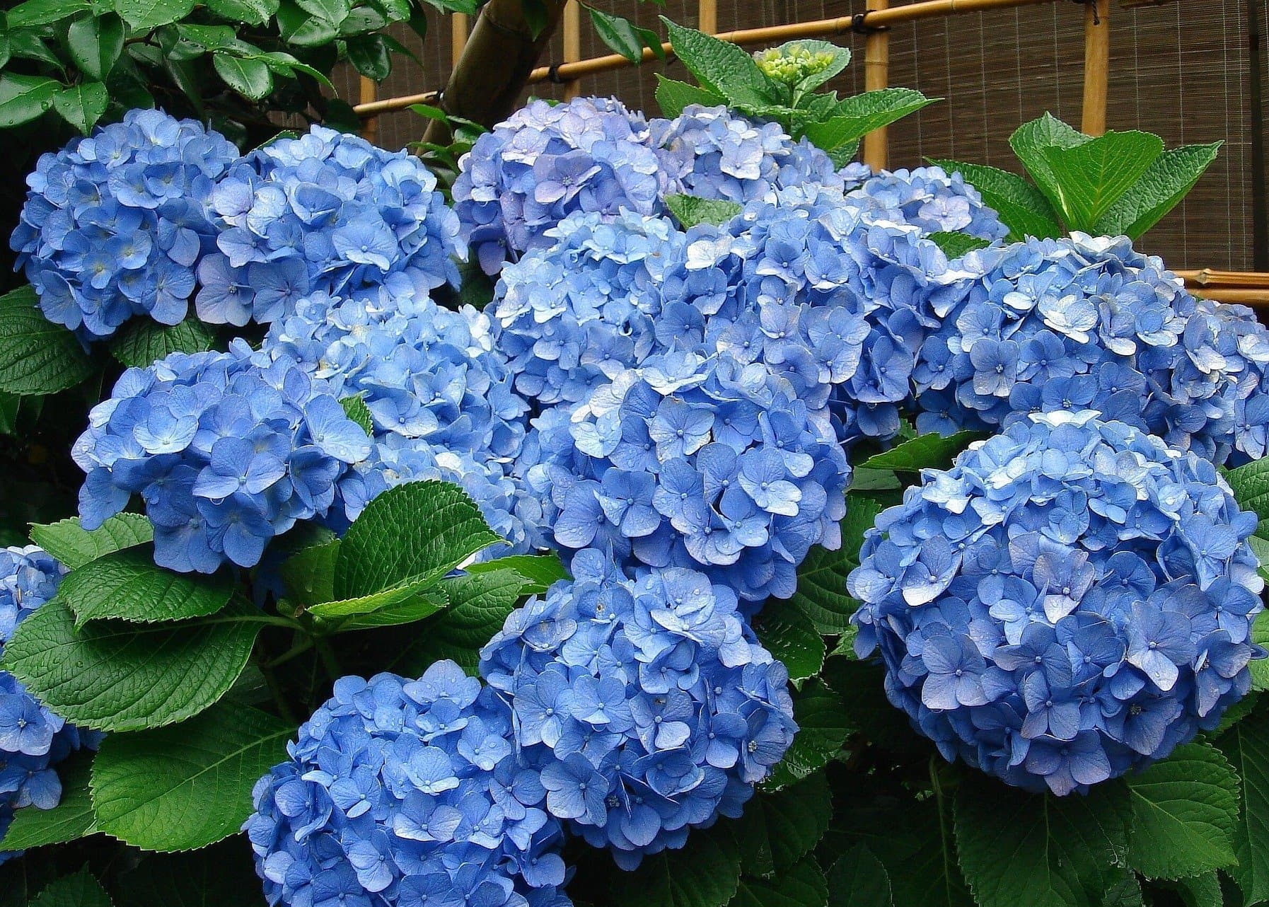 Royal Paradise Garden Rare Hydrangea Flower Plant (Blue) Beautiful Small 1 Live Plant