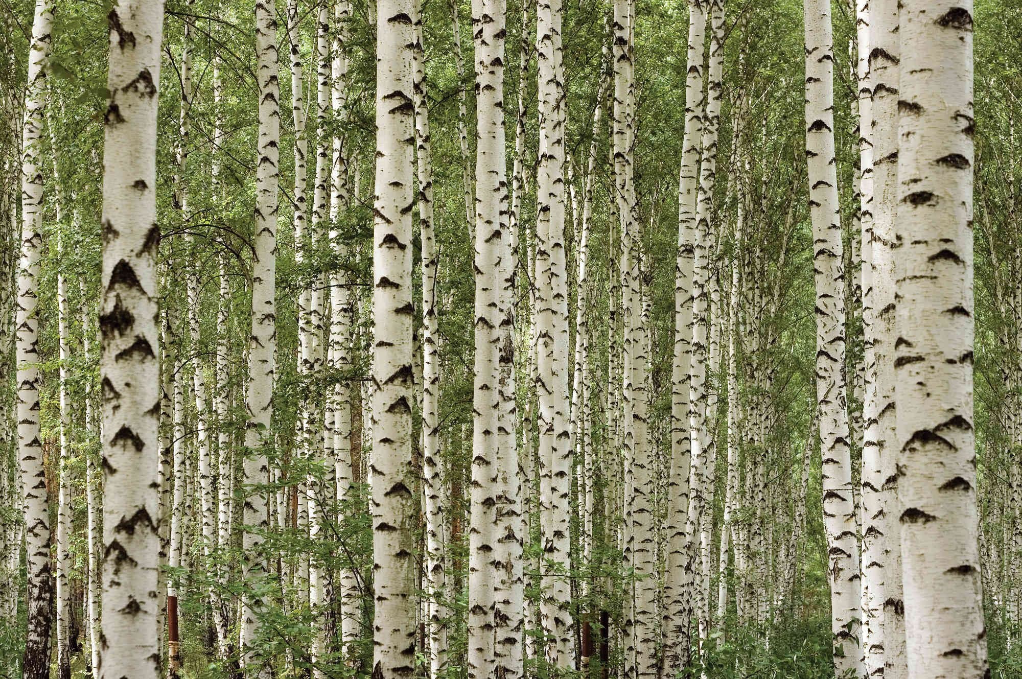13.5-Feet wide by 9-Feet high. Prepasted wallpaper best quality mural from a high resolution photo of: Birch Tree Forest. Easy to hang remove and reuse (hang again) If U do as in our video.